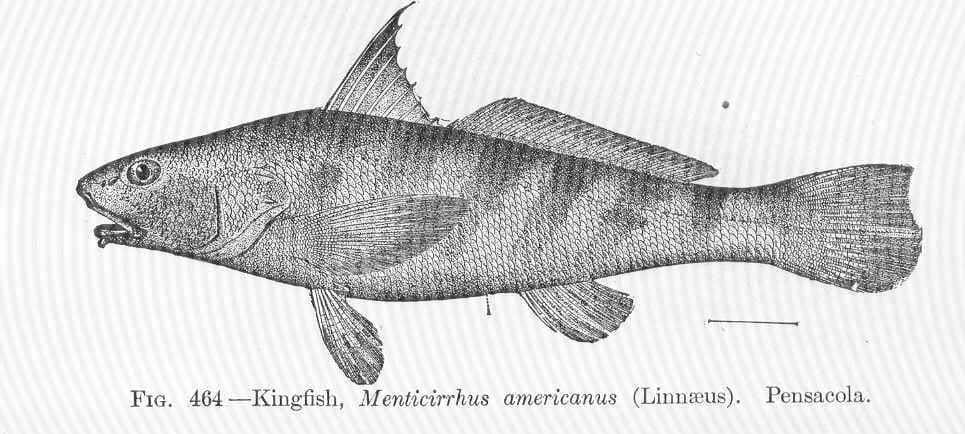 Historical lithograph illustration of southern kingfish (whiting), 1907, labeled "Kingfish, Menticirrhus americanus (Linnaeus), Pensacola"
