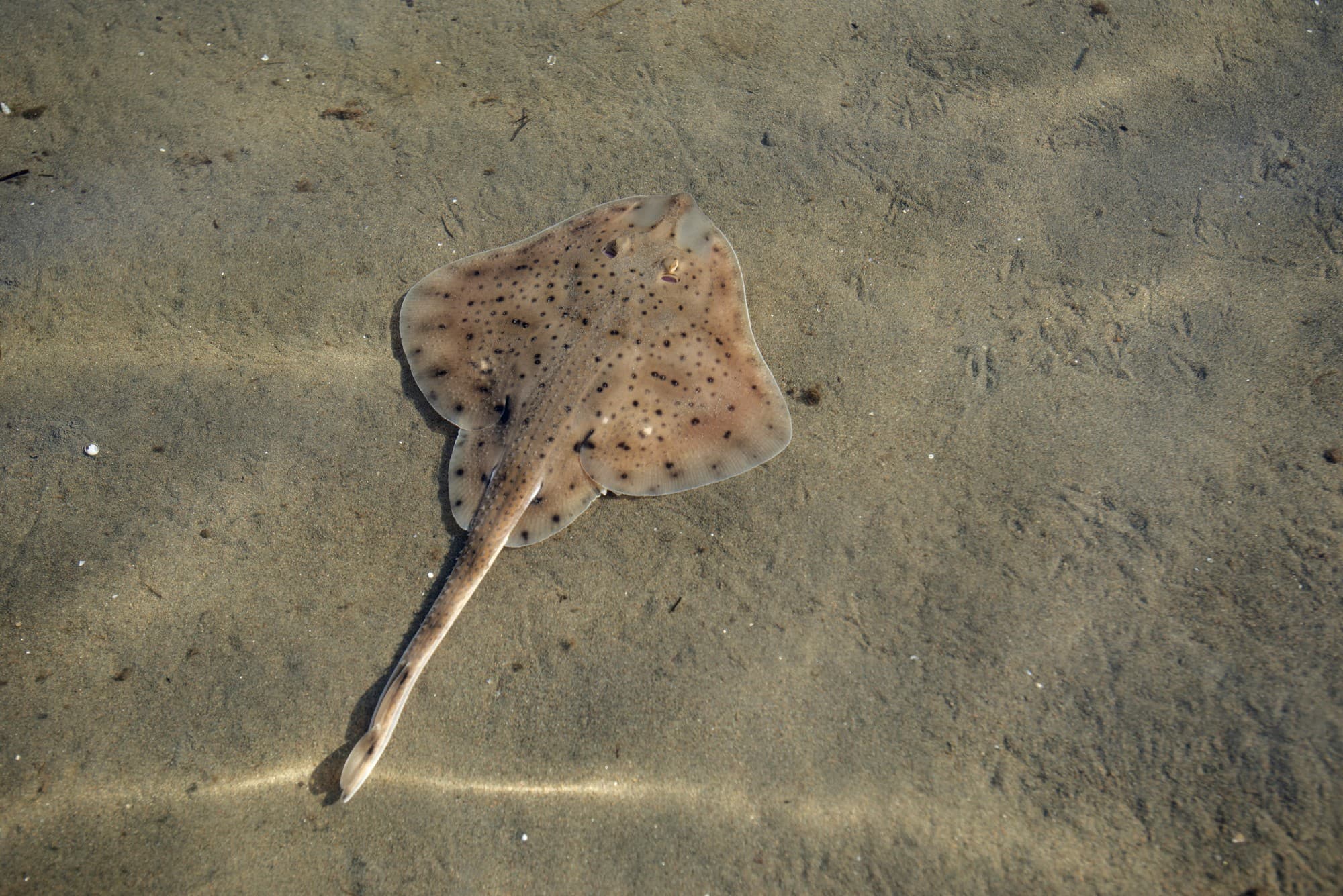 Winter skate in shallow water over a sandy bottom, showing its rounded disc with numerous small dark spots