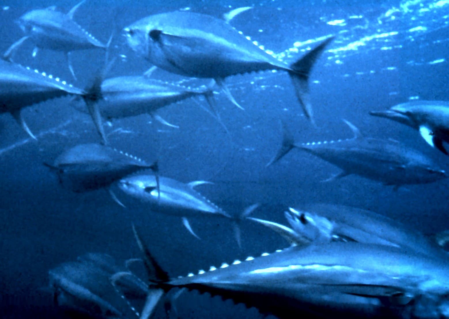 A school of yellowfin tuna swimming in the Gulf Stream