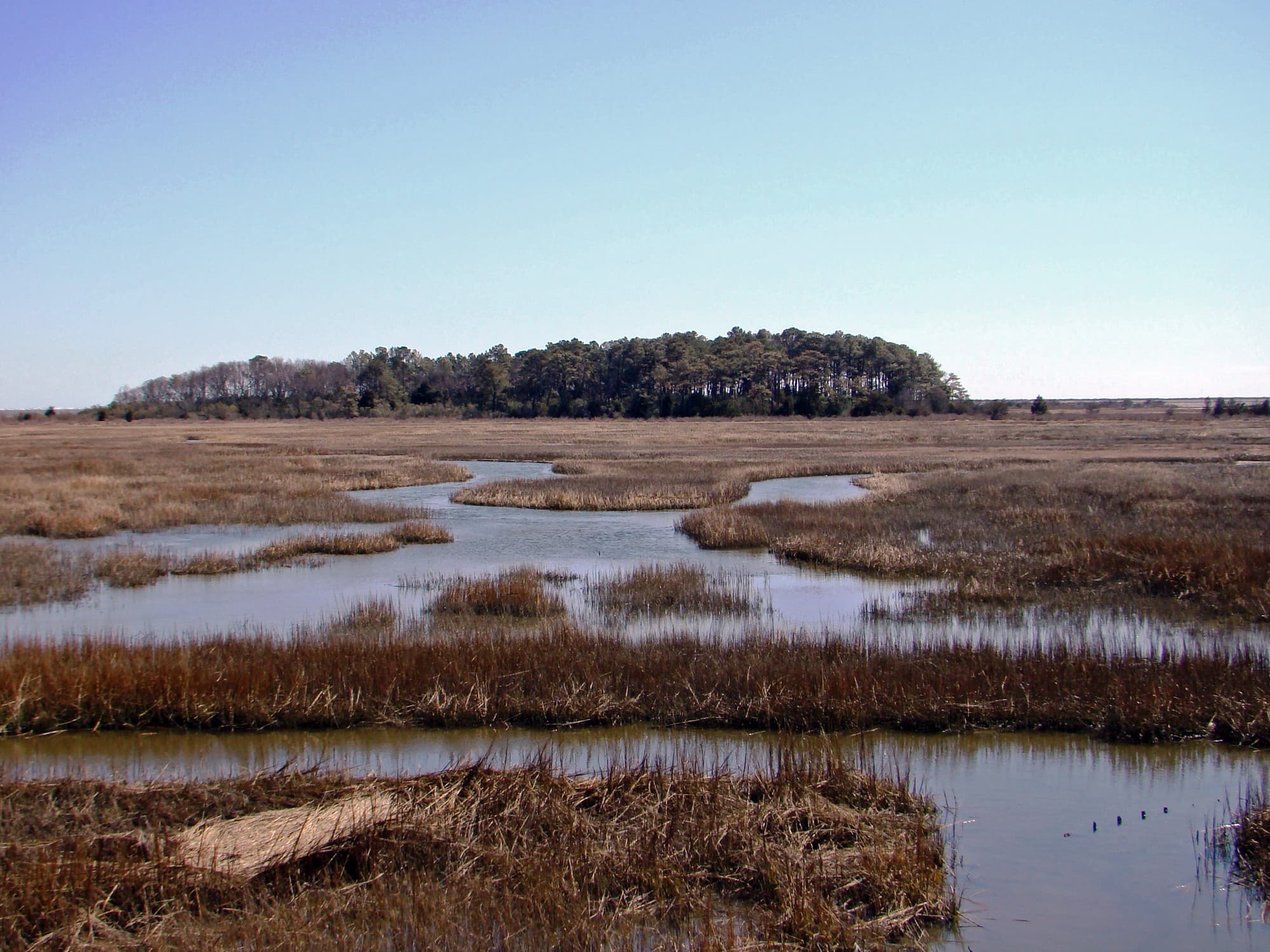 A salt marsh with winding tidal channels at the Eastern Shore of Virginia National Wildlife Refuge, backed by a stand of pines