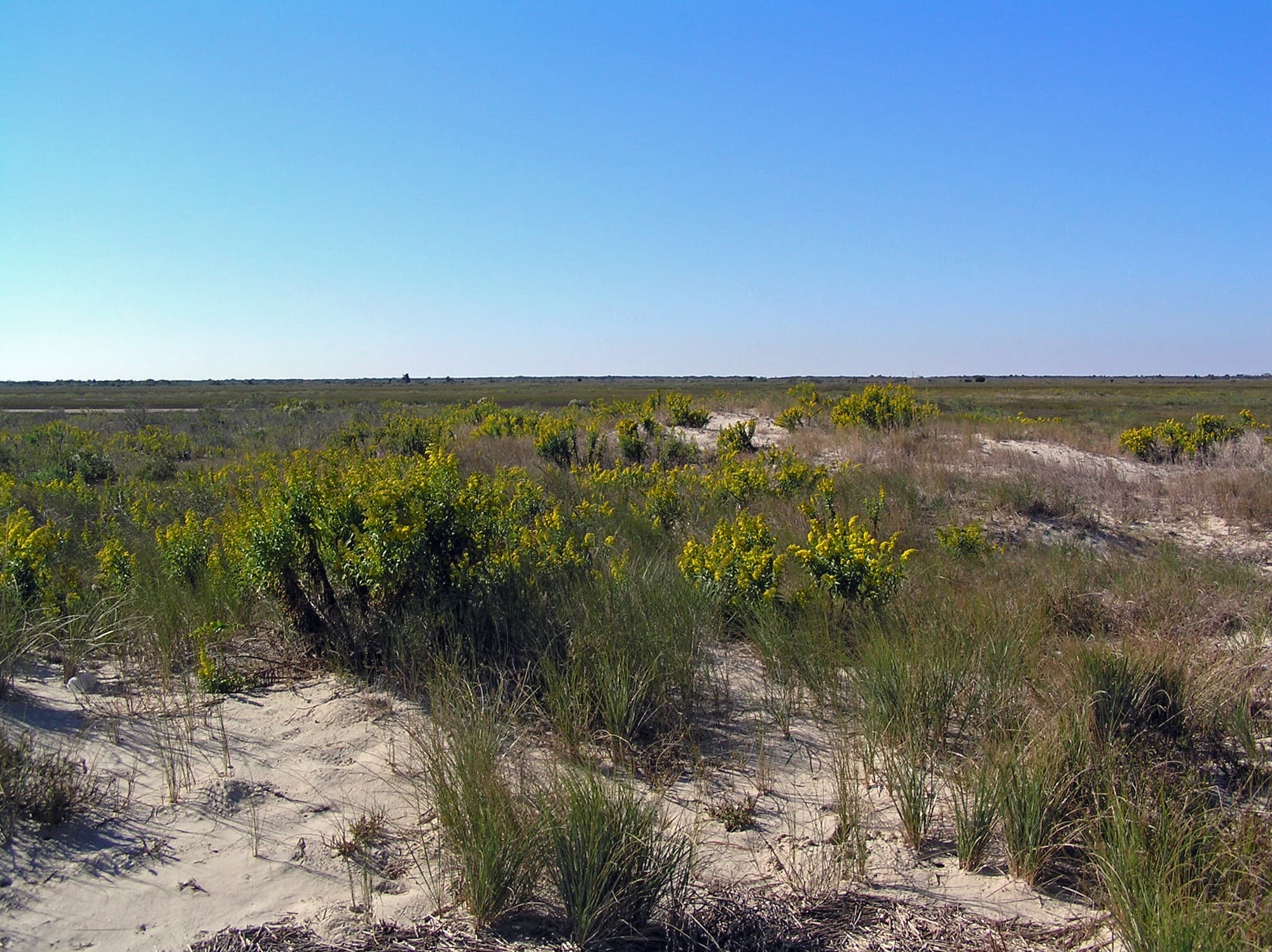 Shallow water and an old wooden dock at Fisherman Island National Wildlife Refuge, with shorebirds perched on the pilings and a pelican nearby