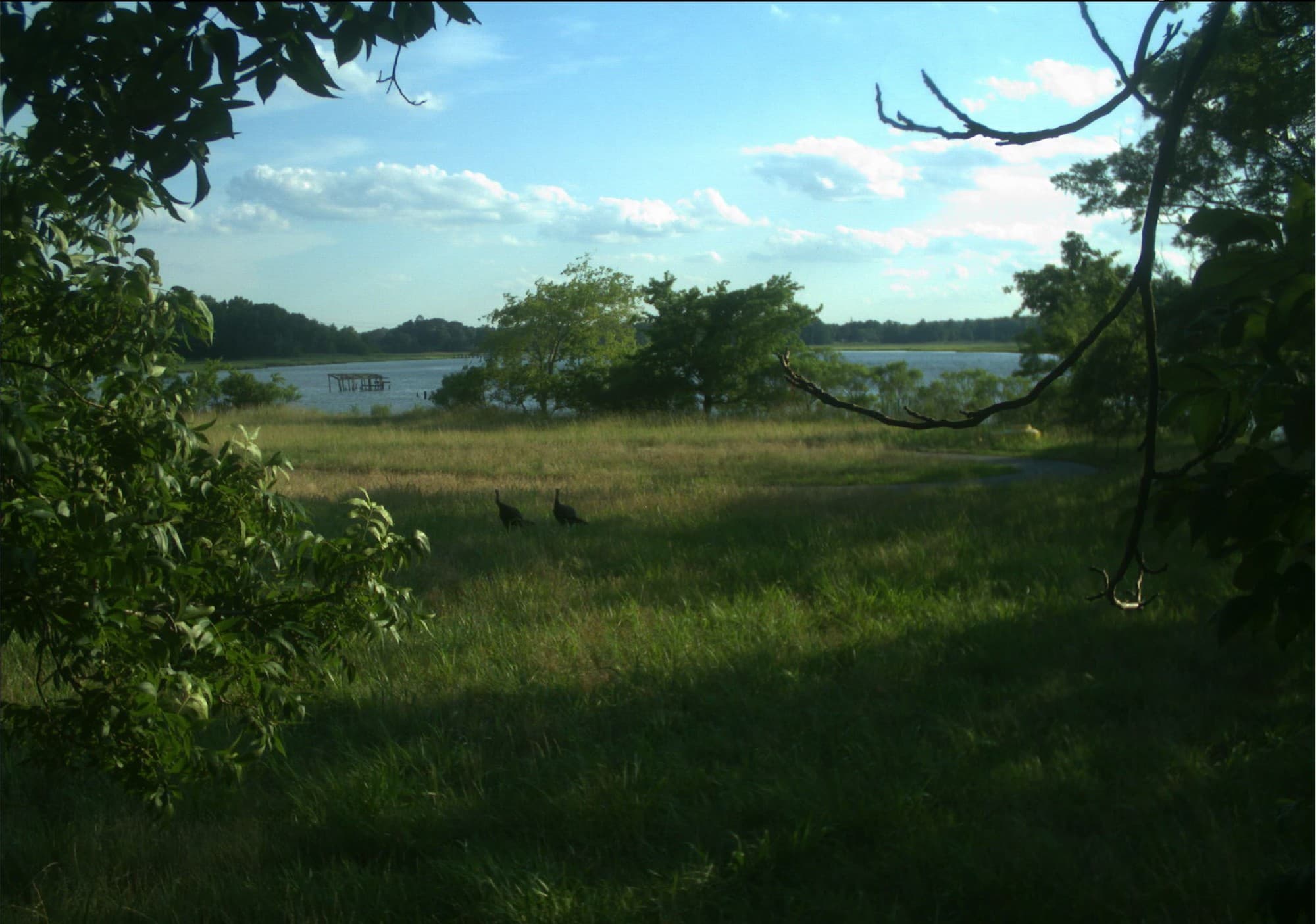 A meadow with wild turkeys and water in the background at Nansemond National Wildlife Refuge