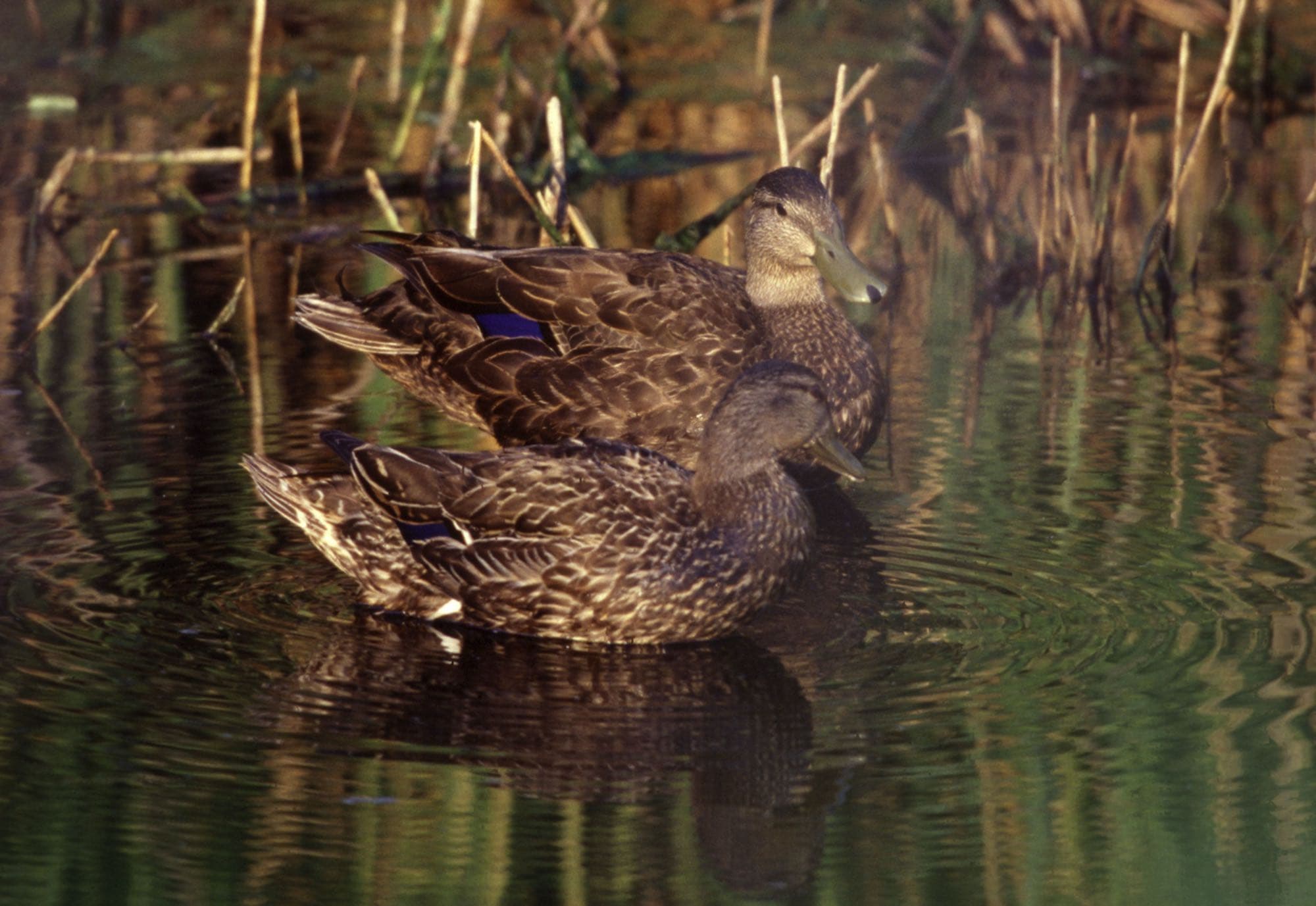 An American black duck standing on a shoreline, showing its dark brown body and pale grayish-brown head