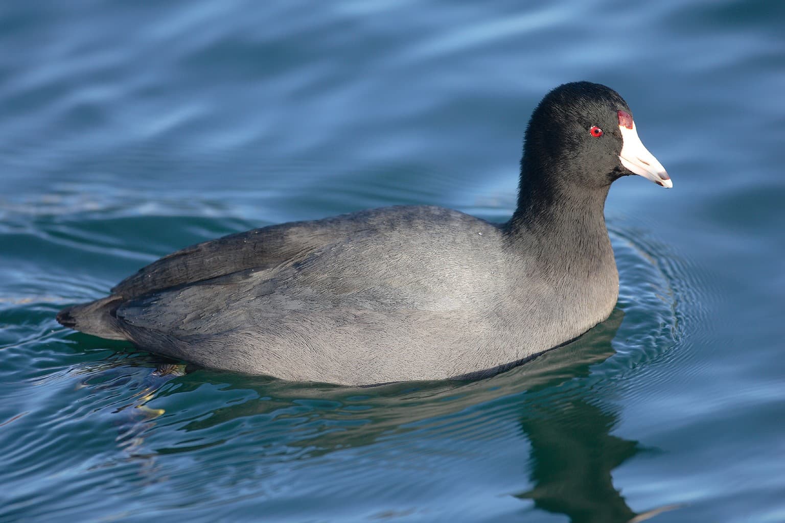 An American coot swimming, showing its all-black-to-gray body, white bill with a dark band near the tip, and red eye