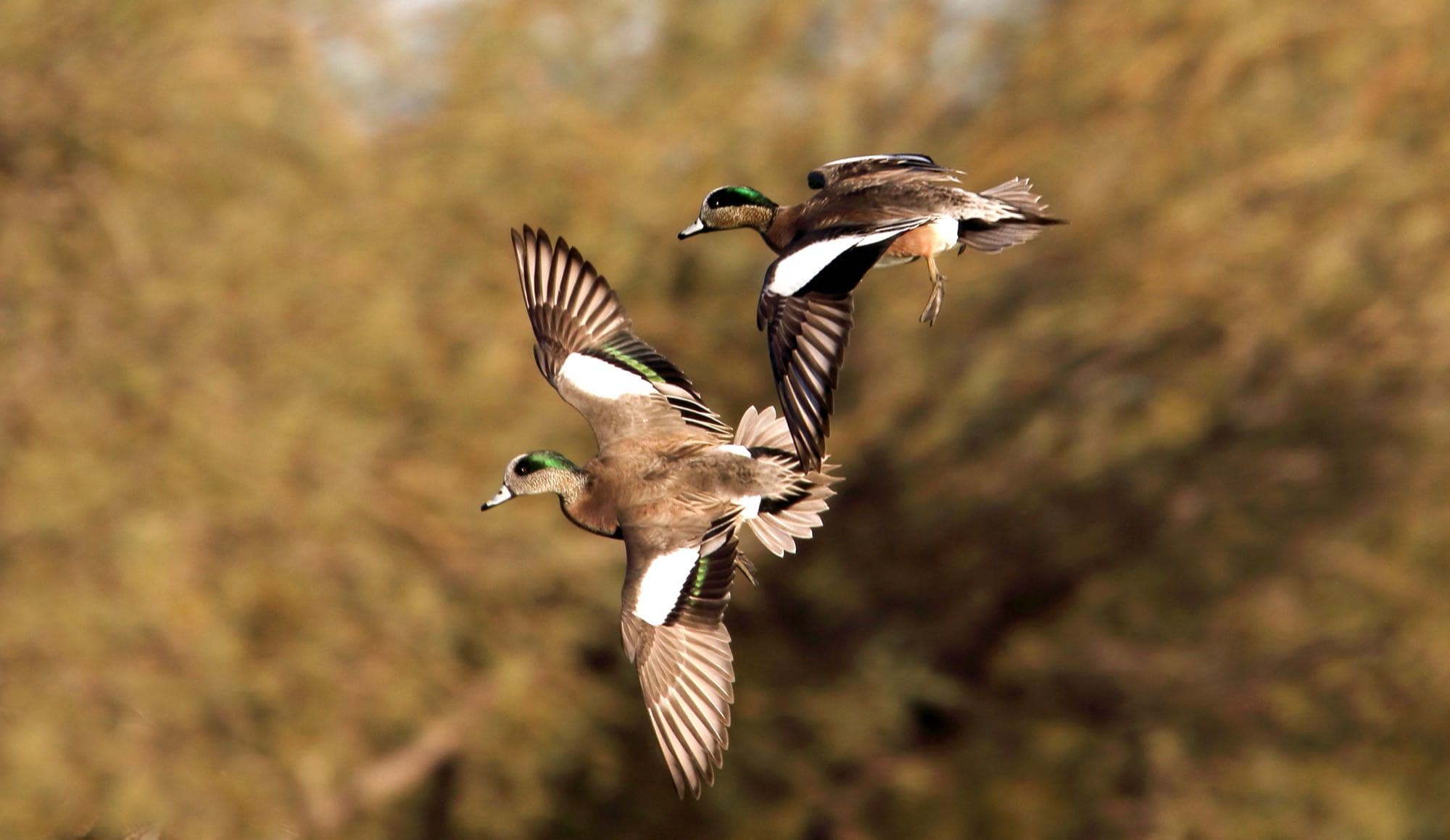 An American wigeon swimming, showing its white cap, green eye-stripe, and pale cinnamon body