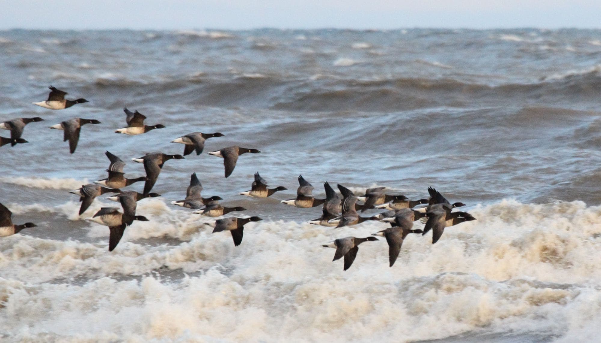 An Atlantic brant goose on the water, showing its black head, neck, and breast with a small white neck-band