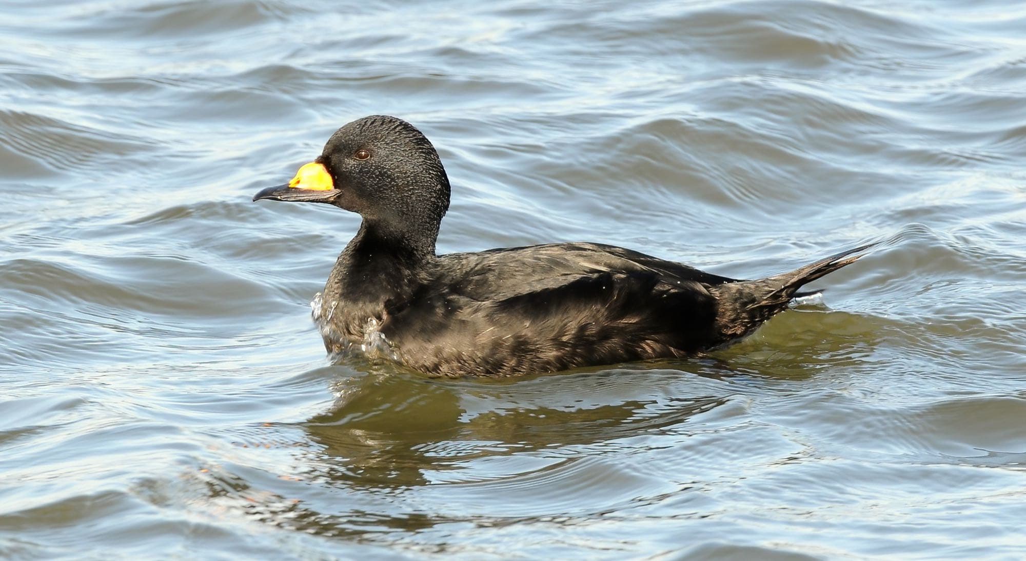 A black scoter on the water at Barnegat Inlet, showing its entirely black plumage and bulbous bill