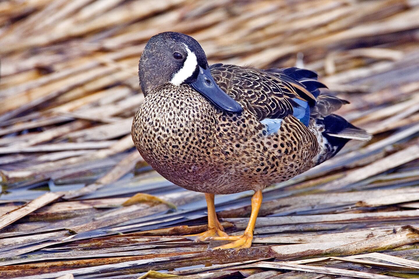 A blue-winged teal on the water, showing its brown speckled body and slaty-blue head