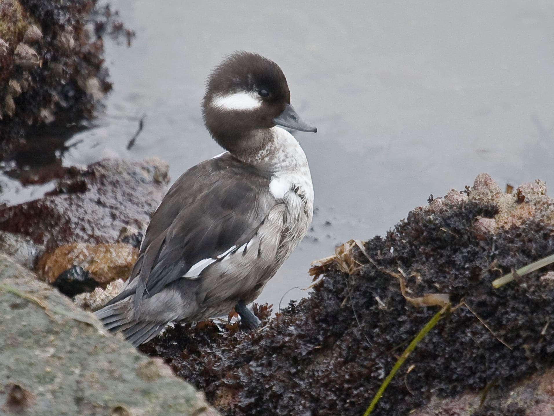 A bufflehead on the water, showing its compact body, large puffy head, and bold black-and-white pattern