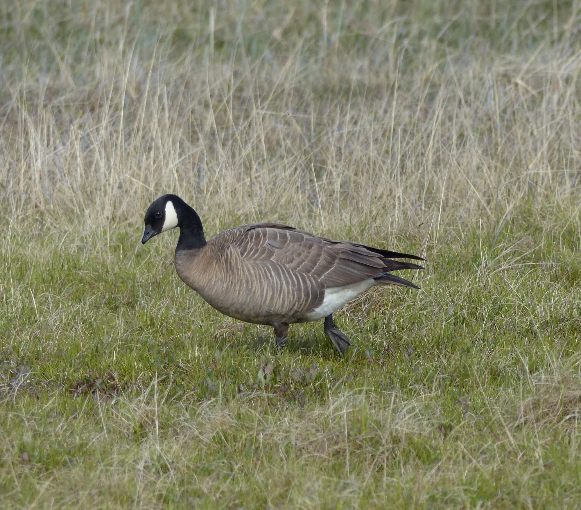 A cackling goose standing in grass, showing its black head and neck with white chinstrap, stubby bill, and compact rounded body