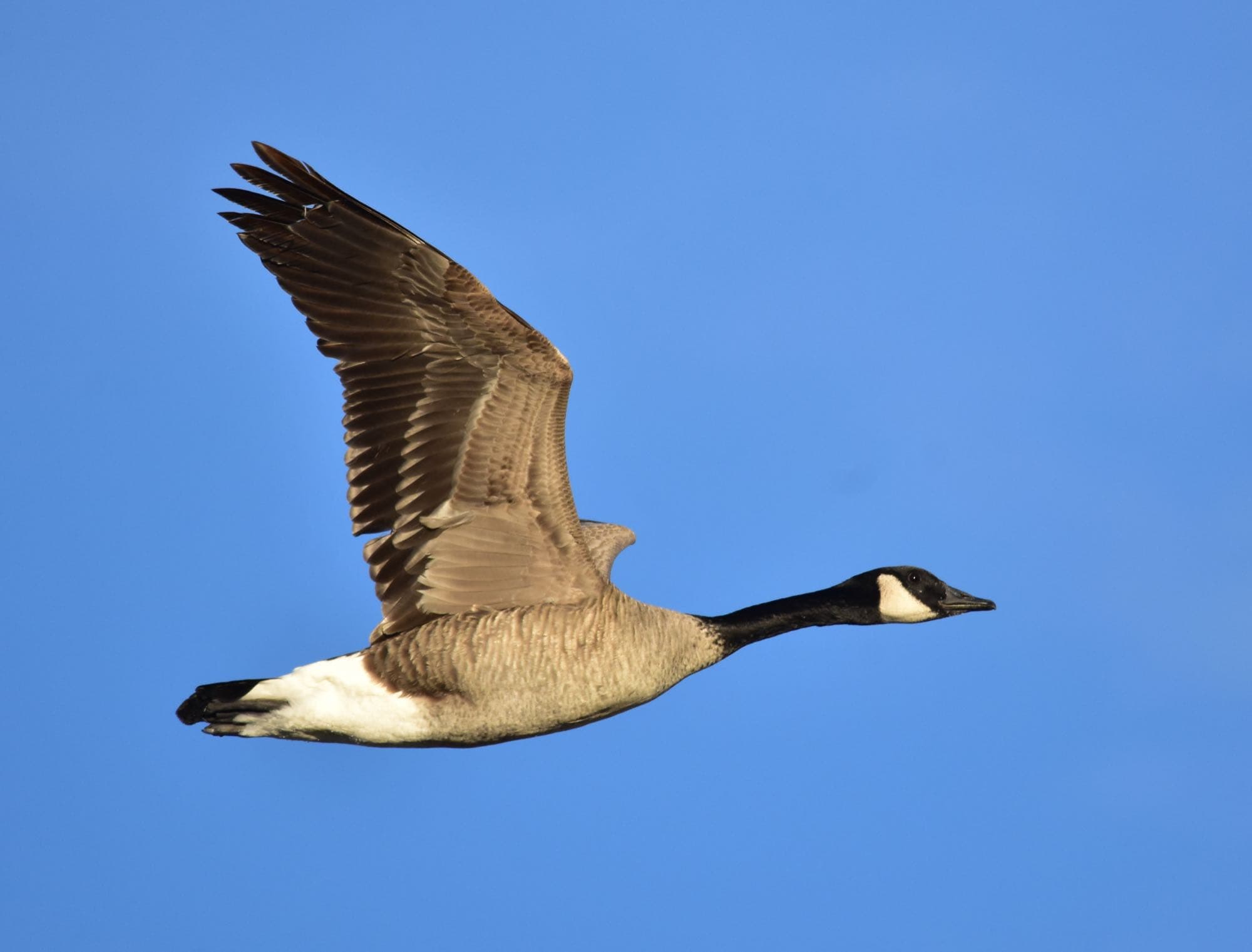 A Canada goose standing on a shoreline, showing its black head and neck with a white chinstrap patch and brown body