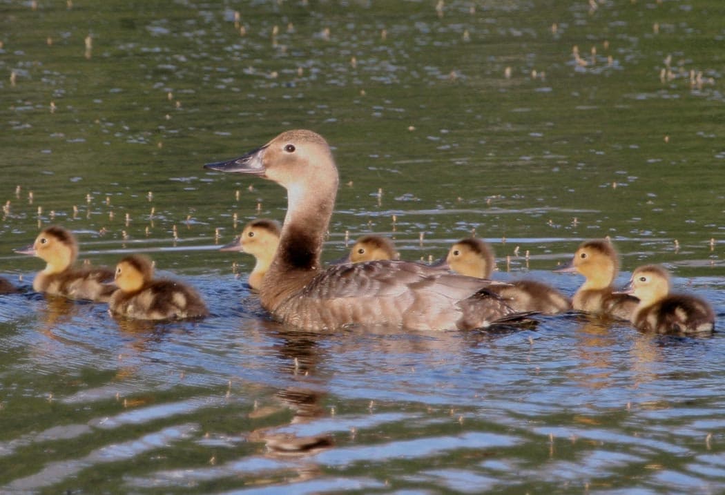 A canvasback hen with her brood on the water at a coastal wildlife refuge