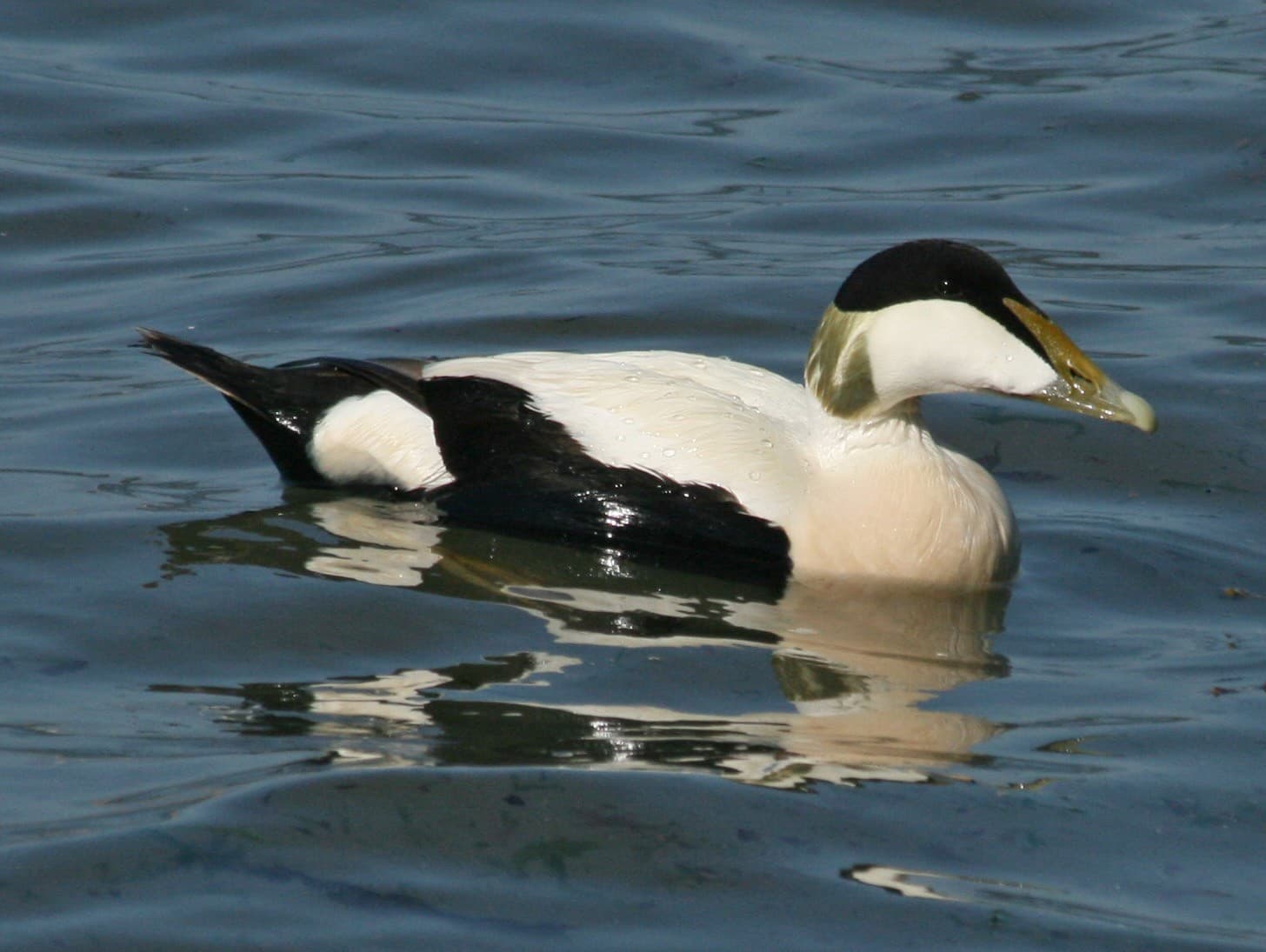A male common eider swimming, showing its black cap, white breast, black flanks, and wedge-shaped bill/head profile