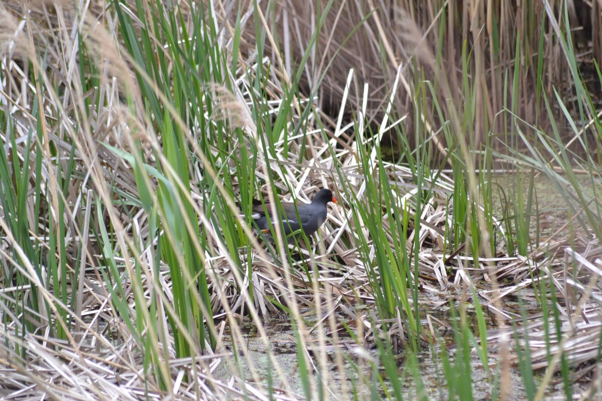 A common gallinule at the edge of marsh grass, showing its red facial shield and orange-tipped bill