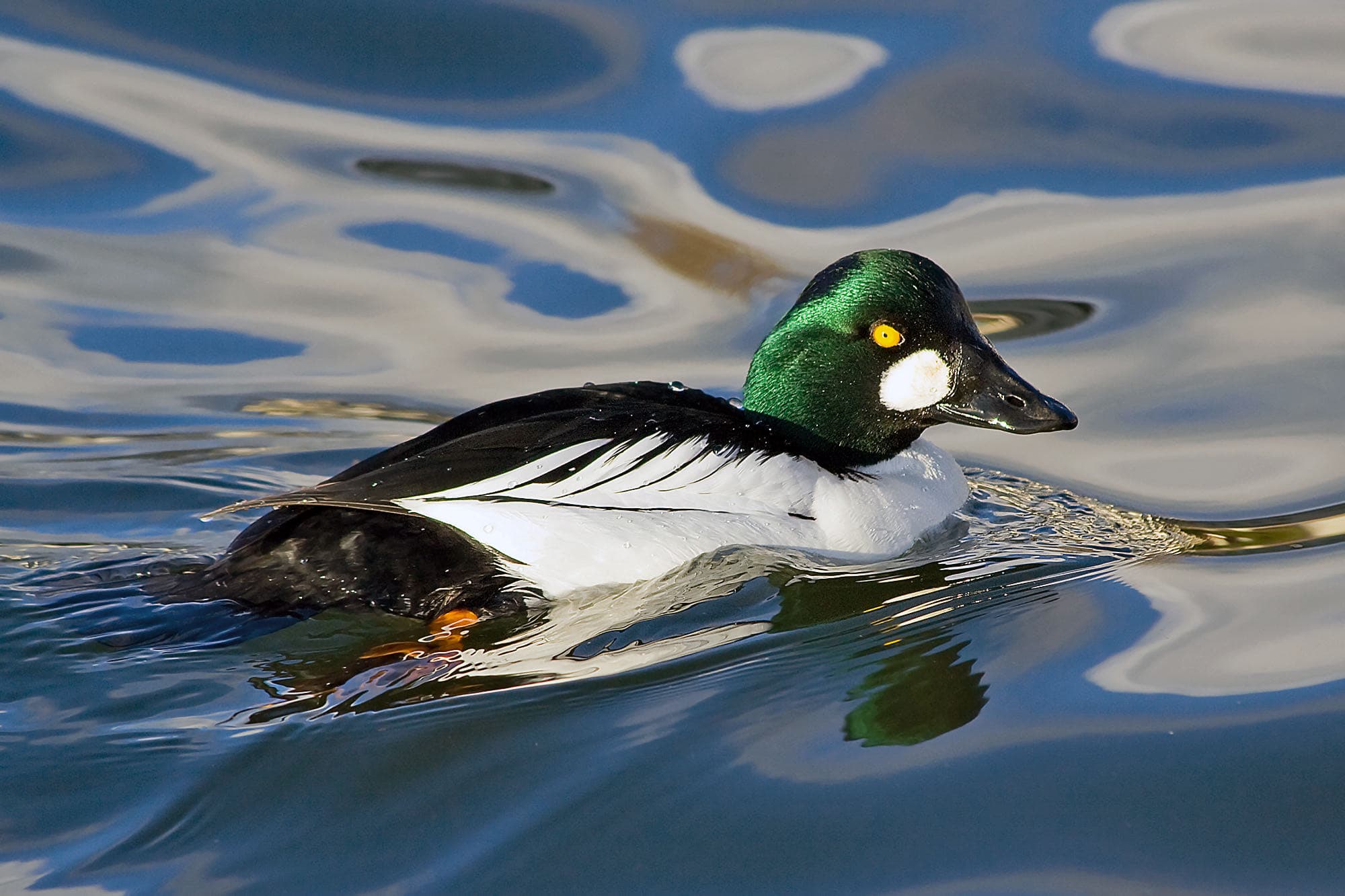A male common goldeneye on the water, showing its dark green-glossed head with a round white face spot and mostly white body