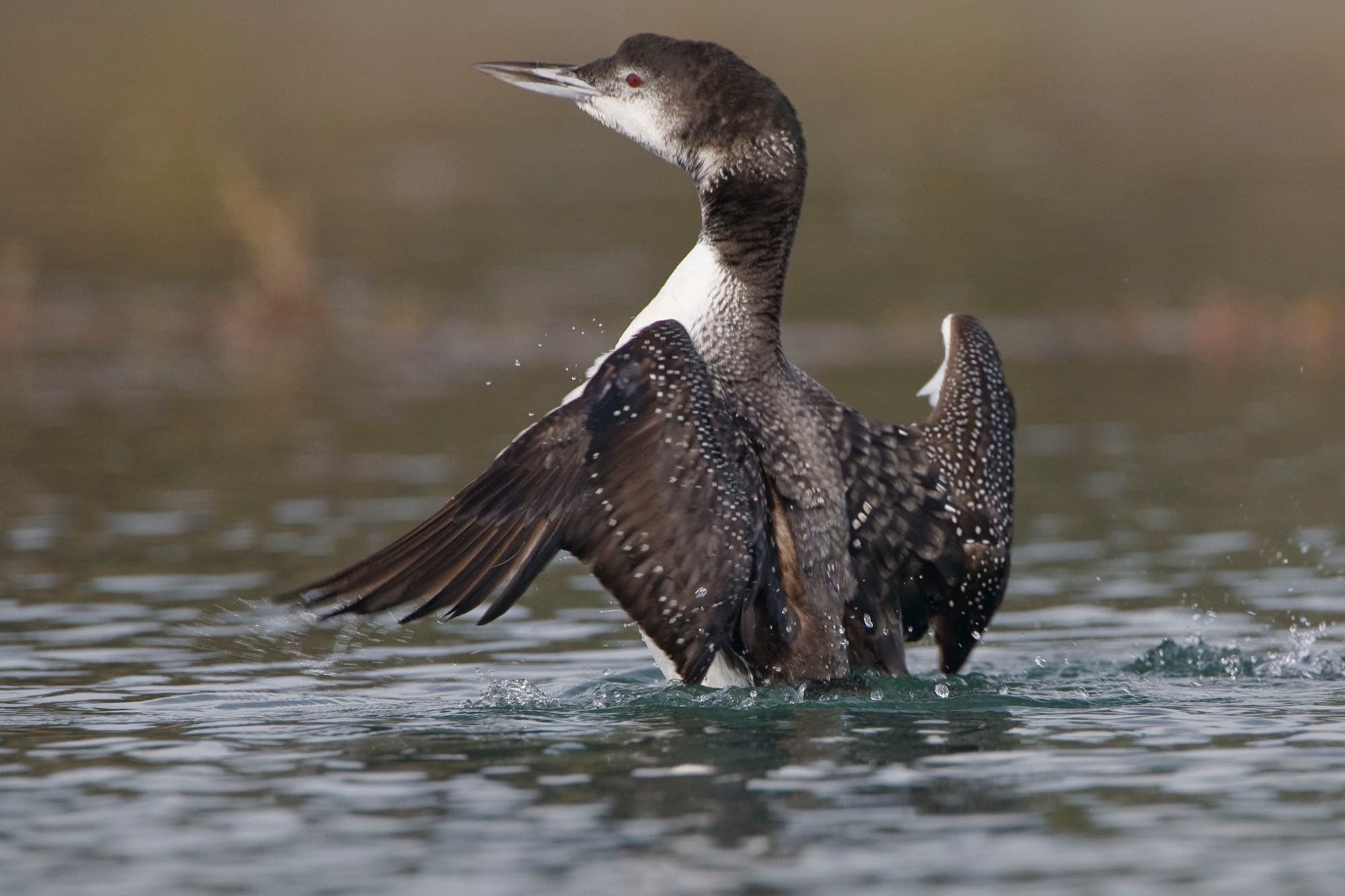 A common loon swimming on open water, showing its dark head, dagger-like black bill, and low-riding posture
