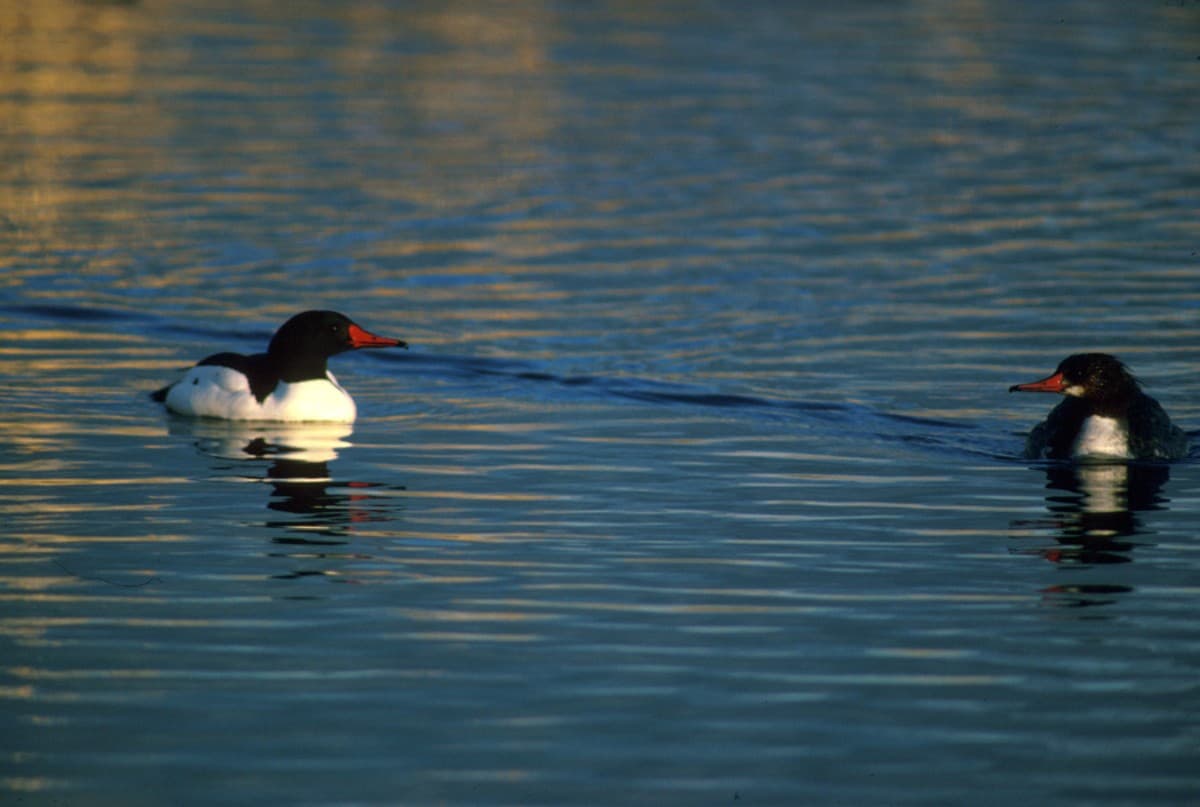 Two adult male common mergansers swimming, showing their gleaming white bodies, iridescent dark green heads, and red bills