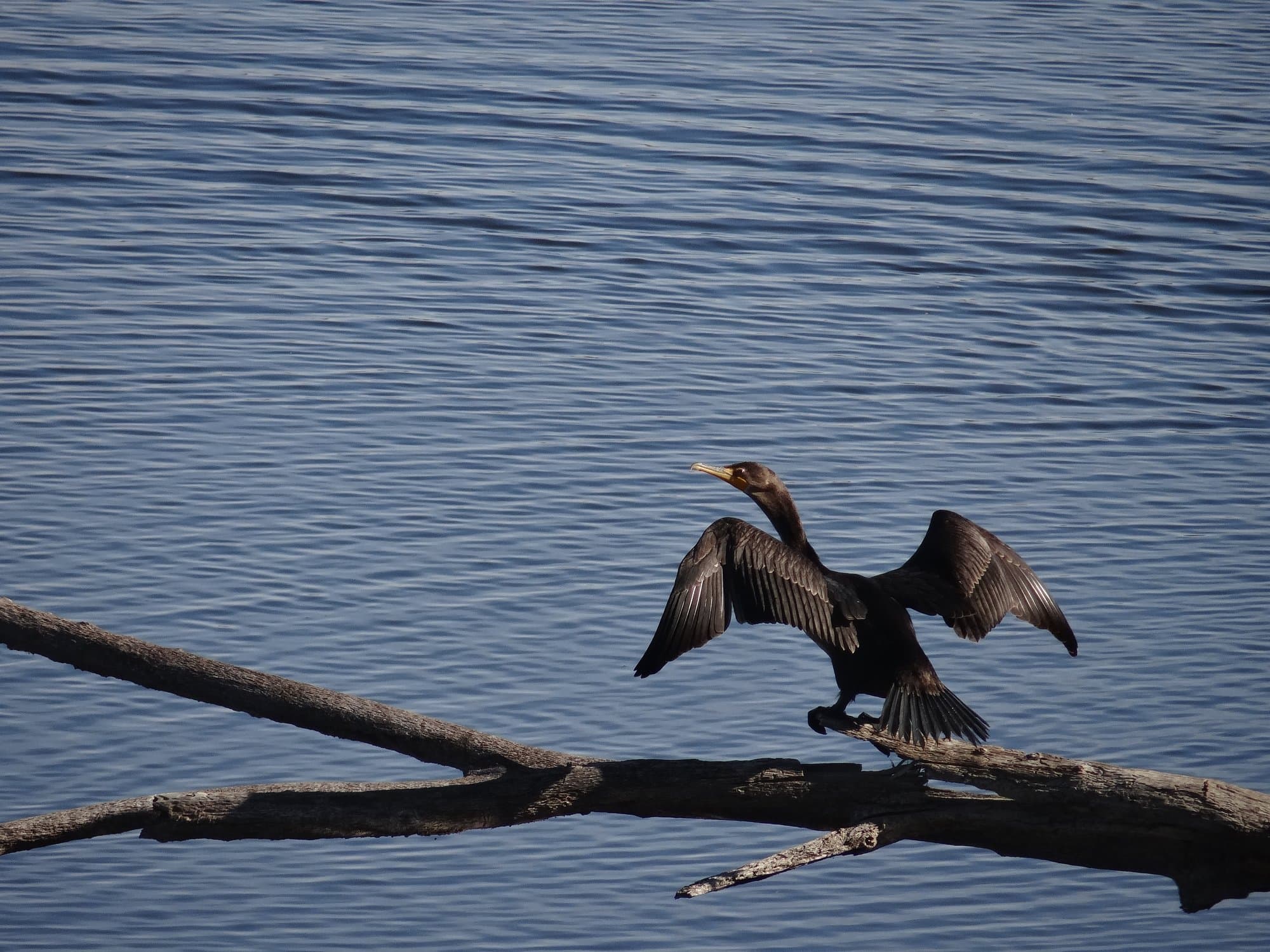 A double-crested cormorant perched on a branch over water with its wings spread open to dry, showing its hooked bill and overall dark plumage