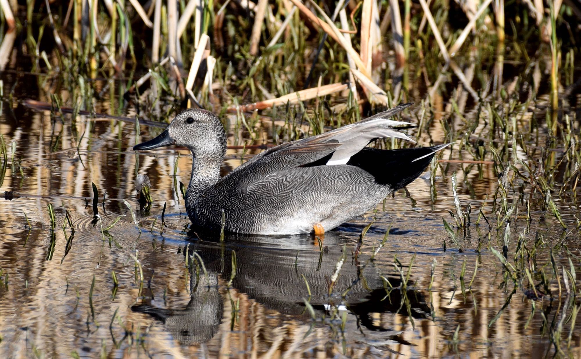 A male gadwall swimming, showing its gray-brown body and black tail patch
