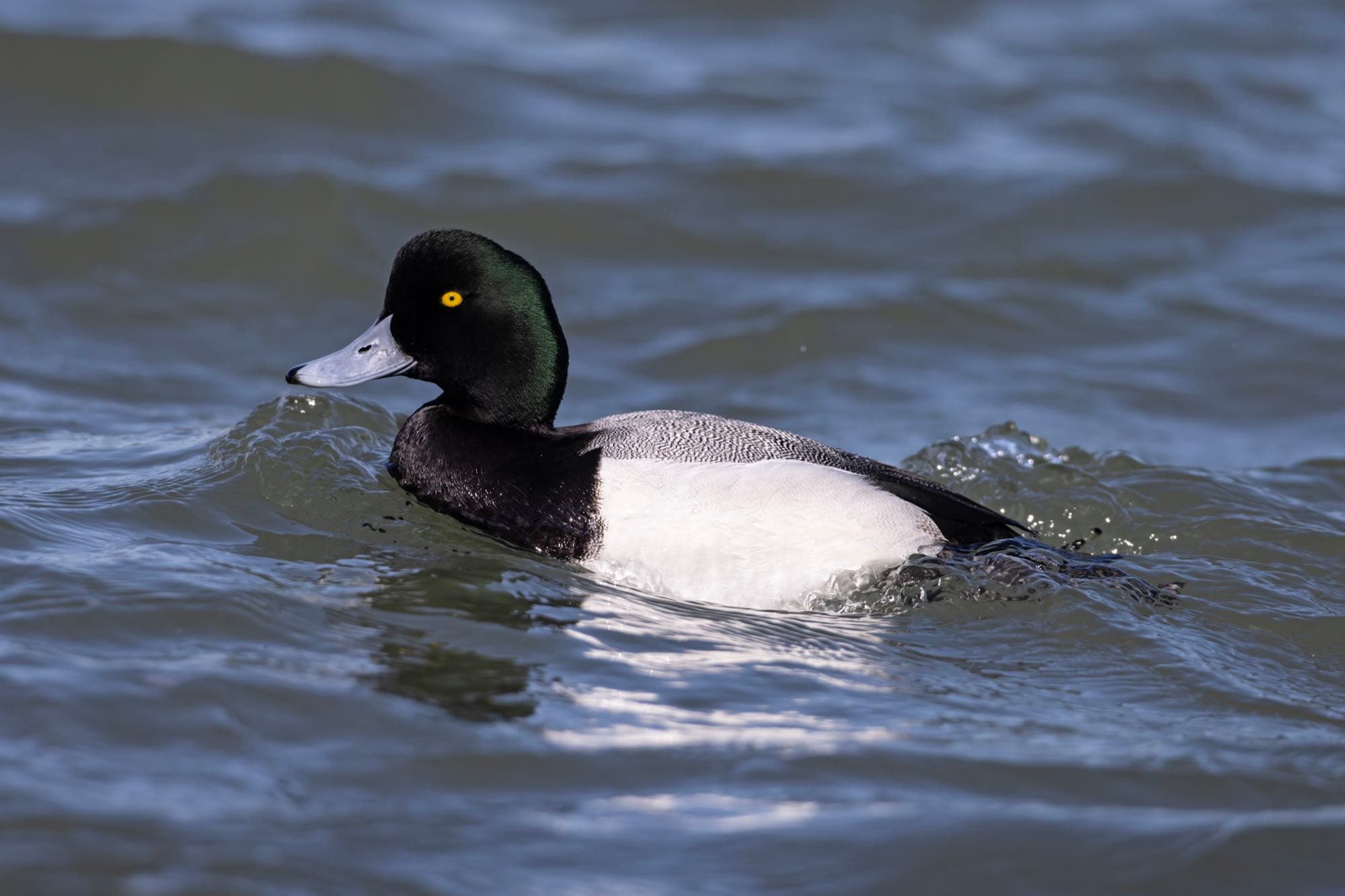 A male greater scaup on the water, showing its rounded head with green iridescence and pale gray back