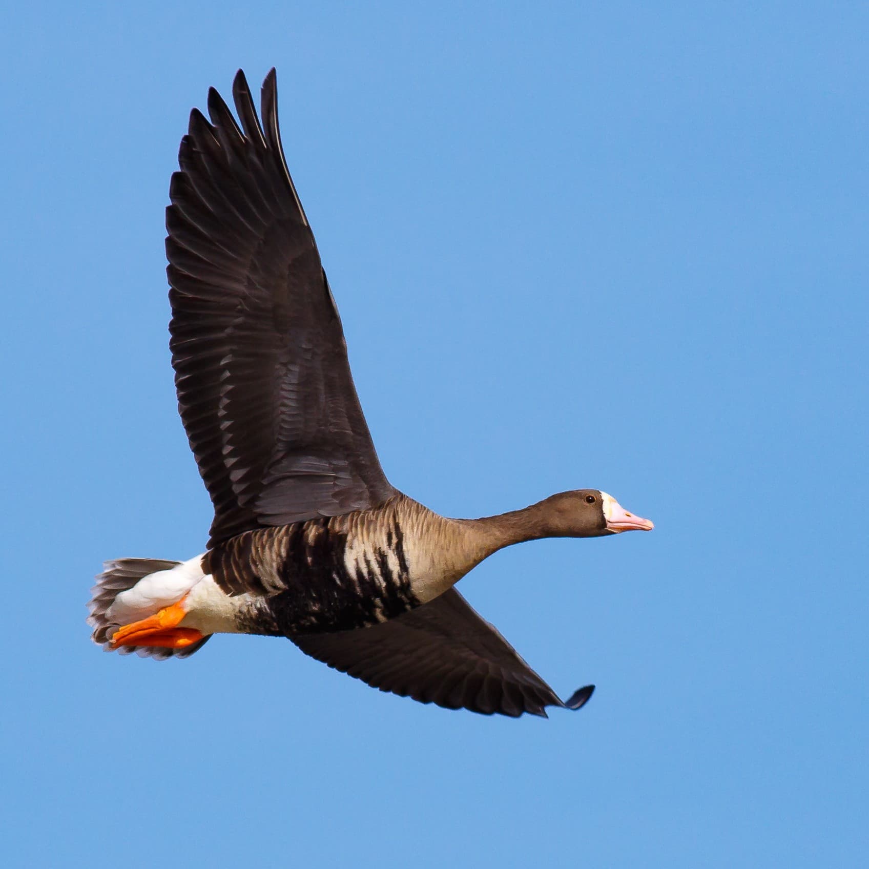 A greater white-fronted goose in flight, showing the white patch at the base of its bill and orange legs