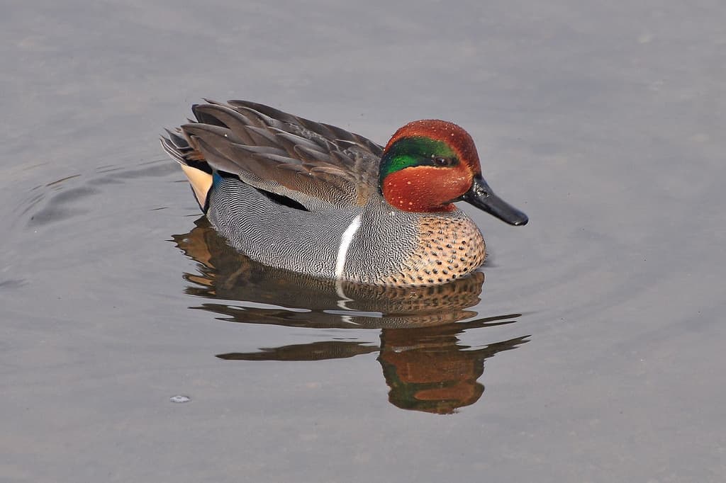 A male green-winged teal swimming, showing its cinnamon head with a green eye-crescent and gray body