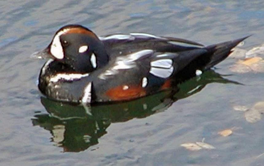A male harlequin duck swimming, showing its slate-blue body with white crescents and spots and chestnut flank patches