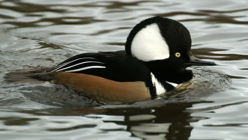 A male hooded merganser swimming, showing its fan-shaped white and black crest and thin dark bill