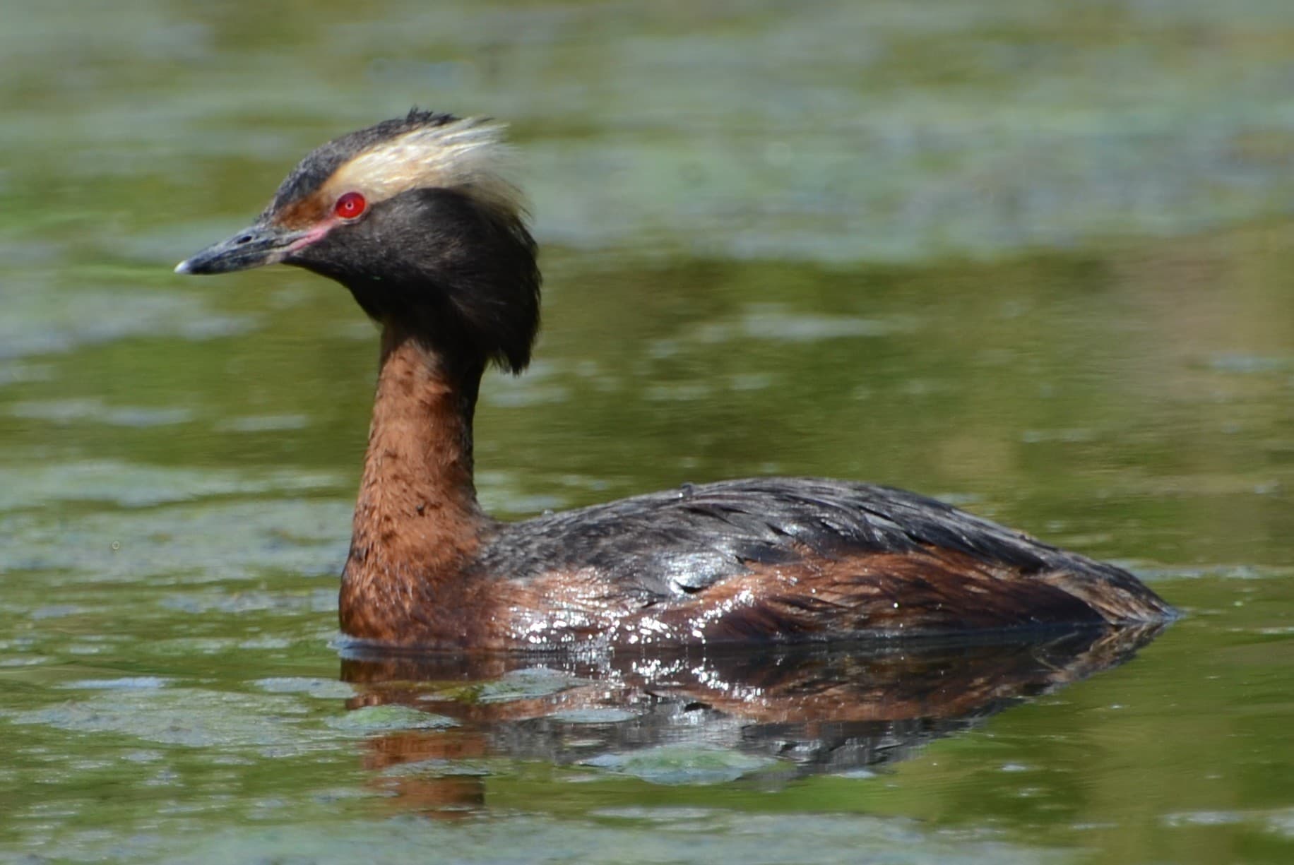 A horned grebe in breeding plumage, showing its golden ear tufts, black head, chestnut neck, and red eye