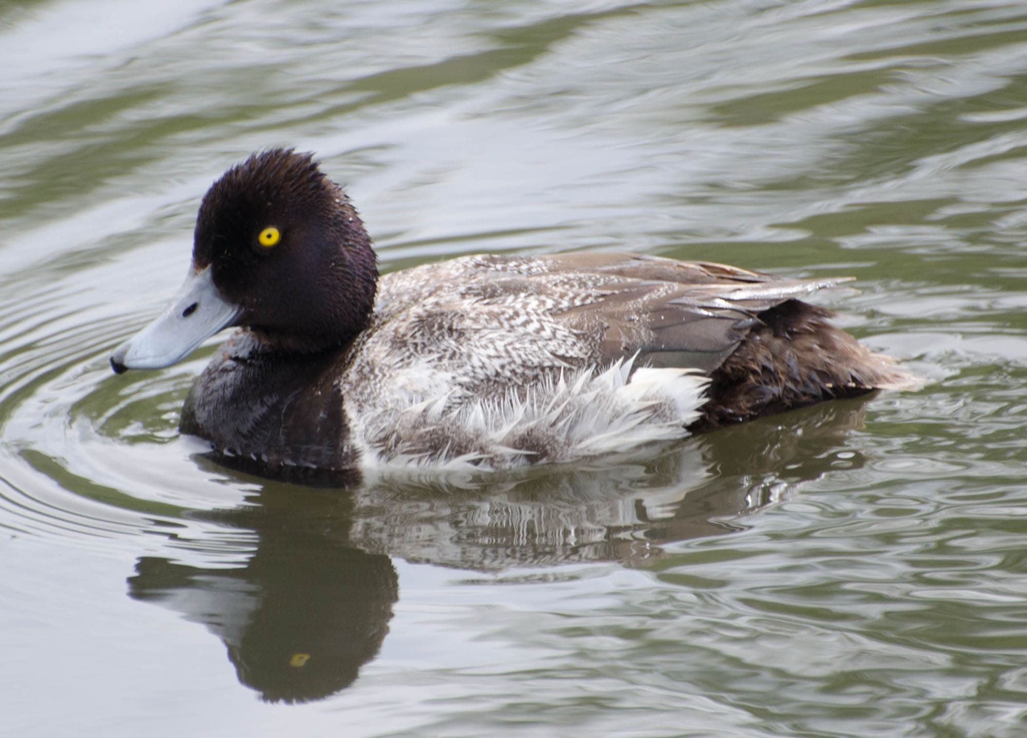 A lesser scaup swimming, showing its peaked head shape and dark head with subtle purplish iridescence