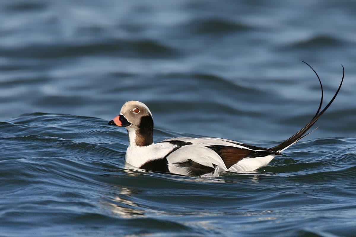 A long-tailed duck on the water, showing its long pointed tail feathers and patterned black, white, and gray plumage