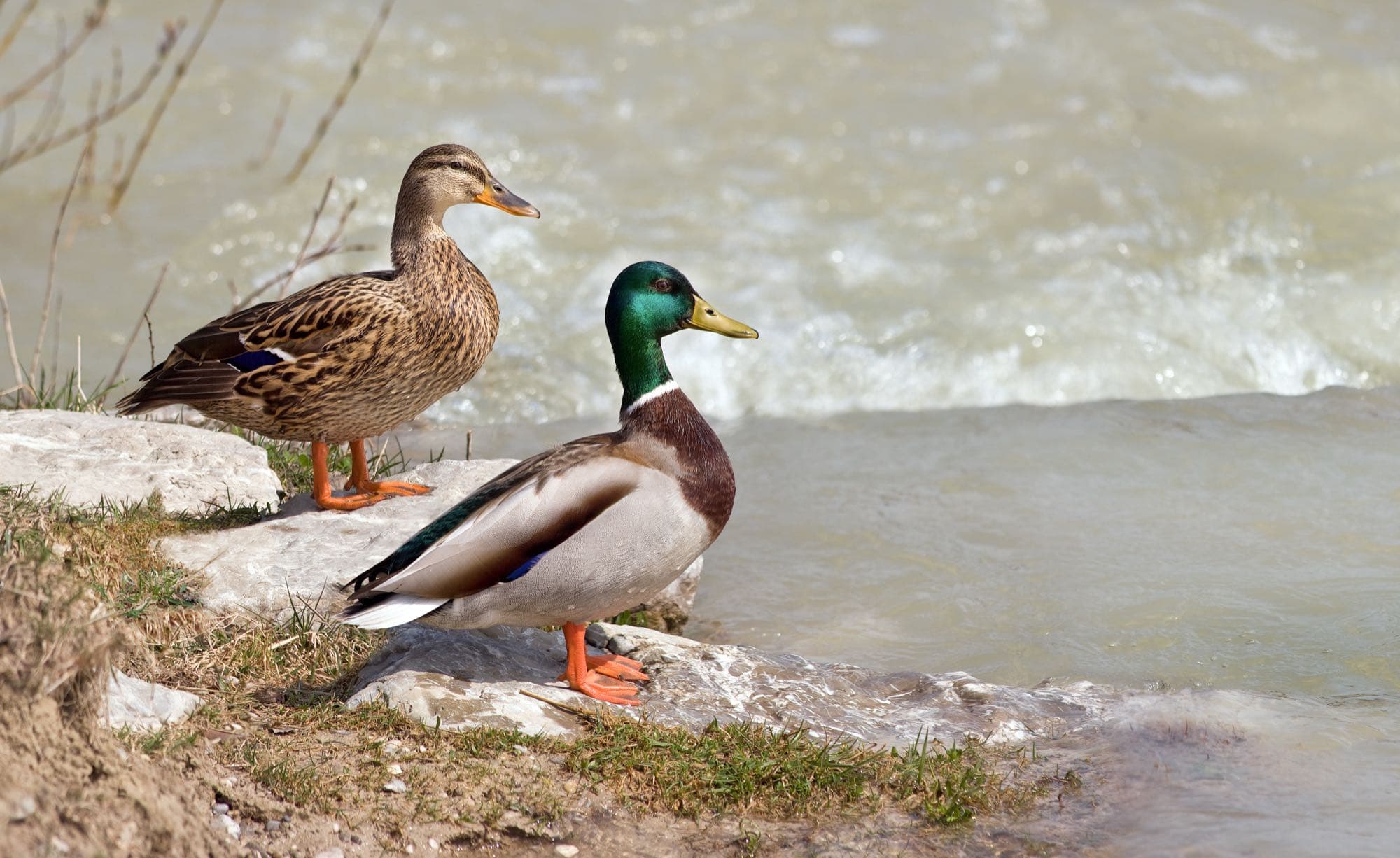 A male and female mallard swimming together, the male showing its iridescent green head and the female her mottled brown plumage