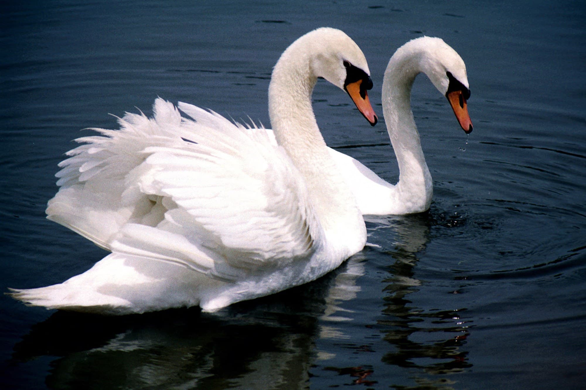 Two mute swans swimming with their necks in the characteristic S-curve, showing their orange bills with black basal knobs
