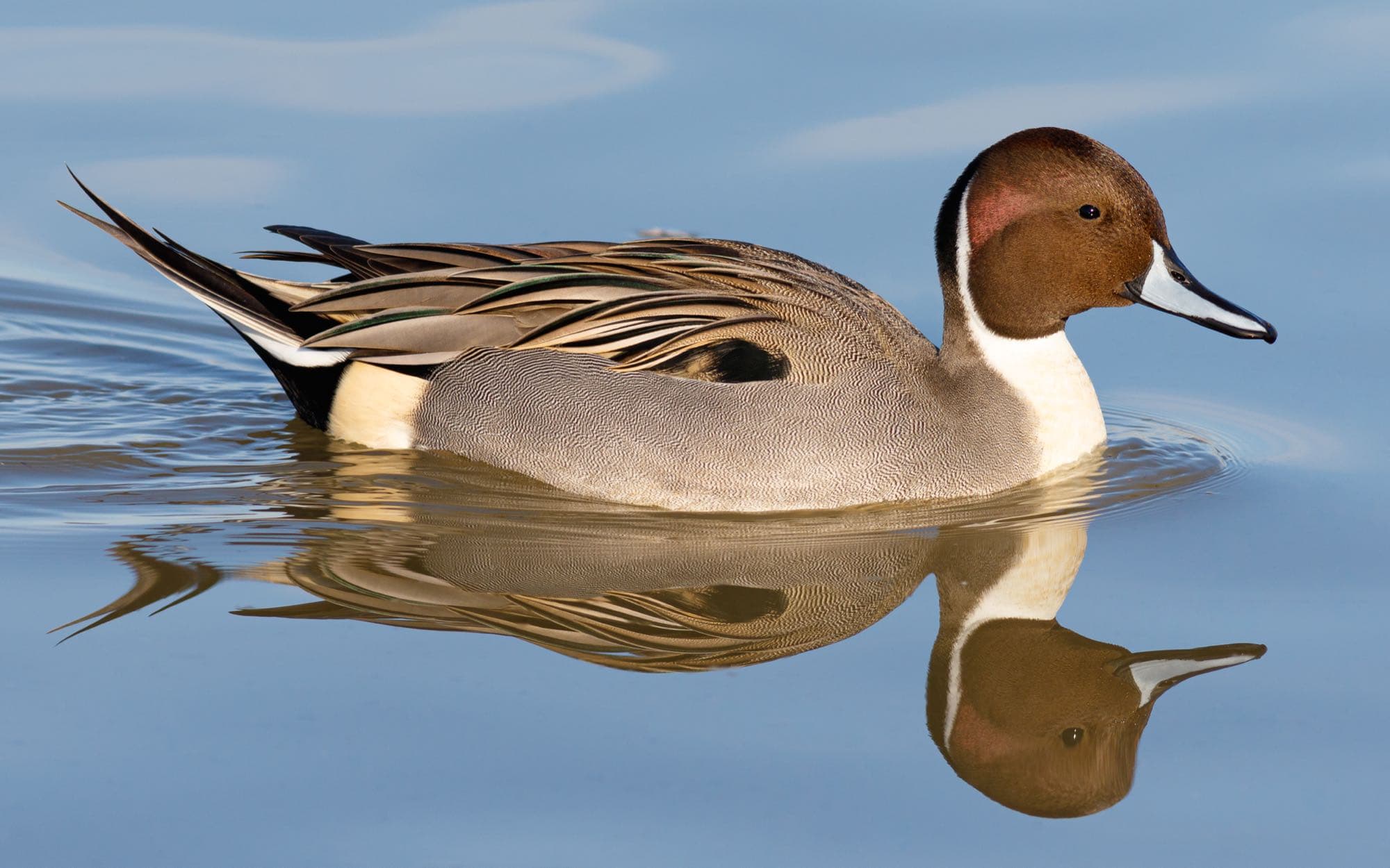A male northern pintail on the water, showing its long pointed tail, white breast, and brown head with a white neck stripe