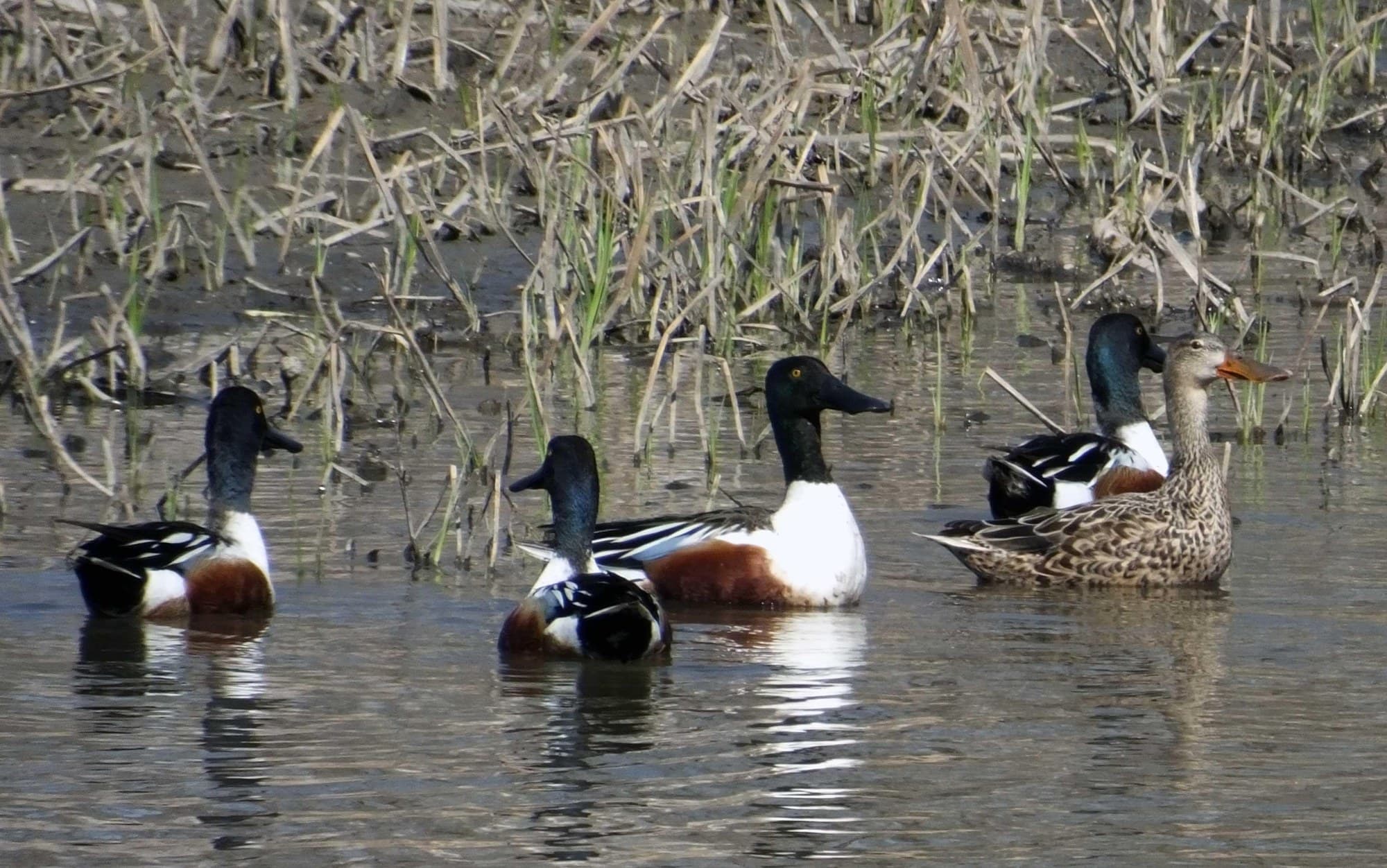 Three male northern shovelers and one female swimming together in a wetland, showing the male's white chest and green head and the female's mottled brown plumage and large orange bill