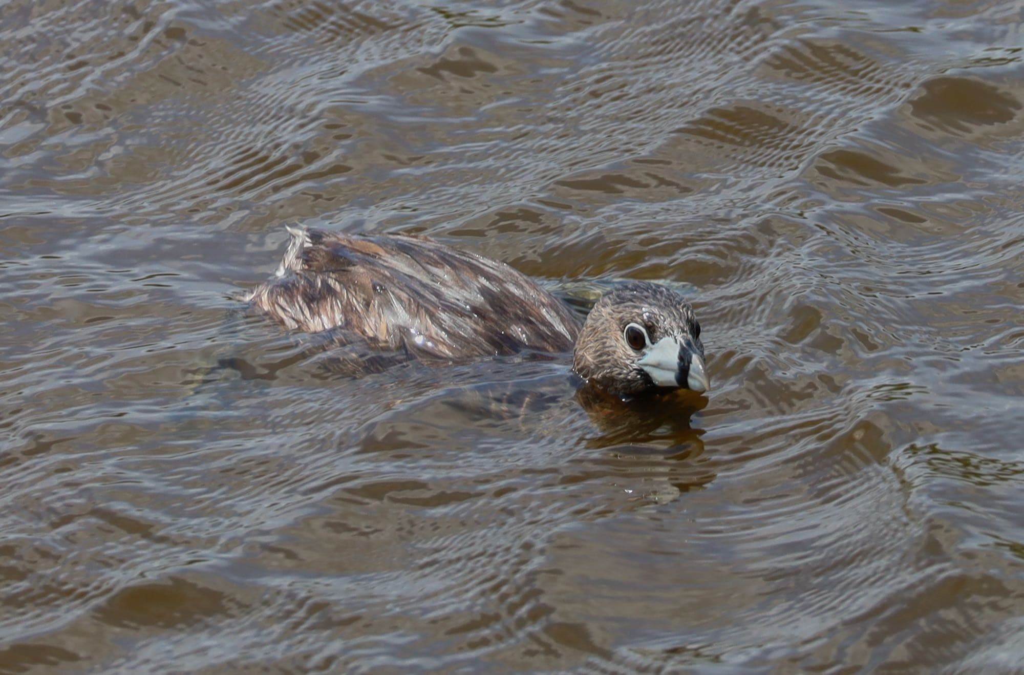 A pied-billed grebe swimming, showing its stubby, chicken-like bill with a dark ring