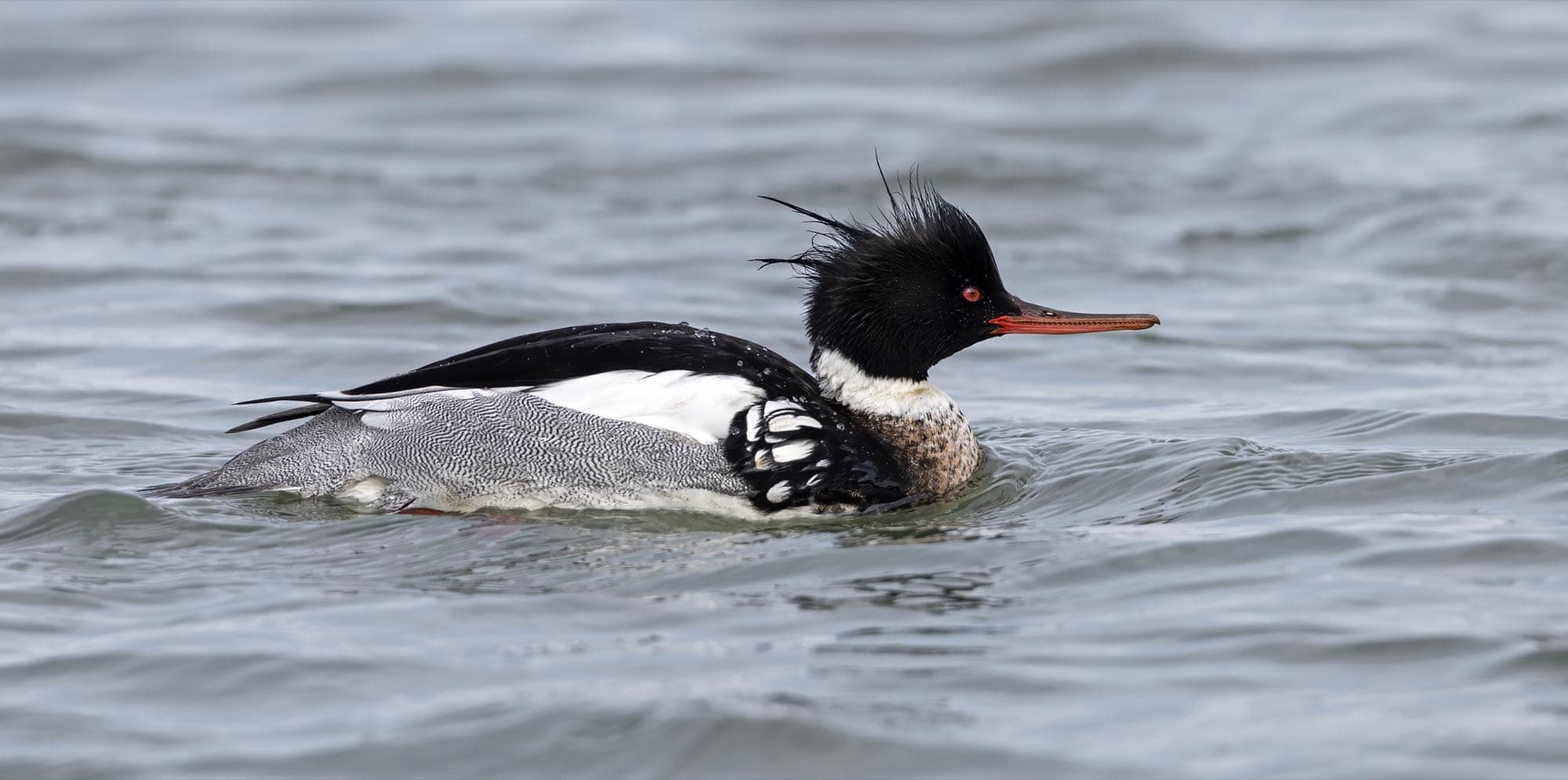 A male red-breasted merganser swimming, showing its shaggy green head, cinnamon streaked chest, and long thin red bill