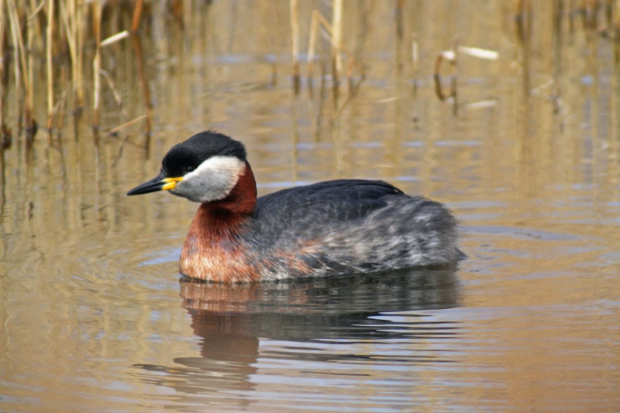 A red-necked grebe in breeding plumage, showing its black cap, pale gray cheek, and rufous neck