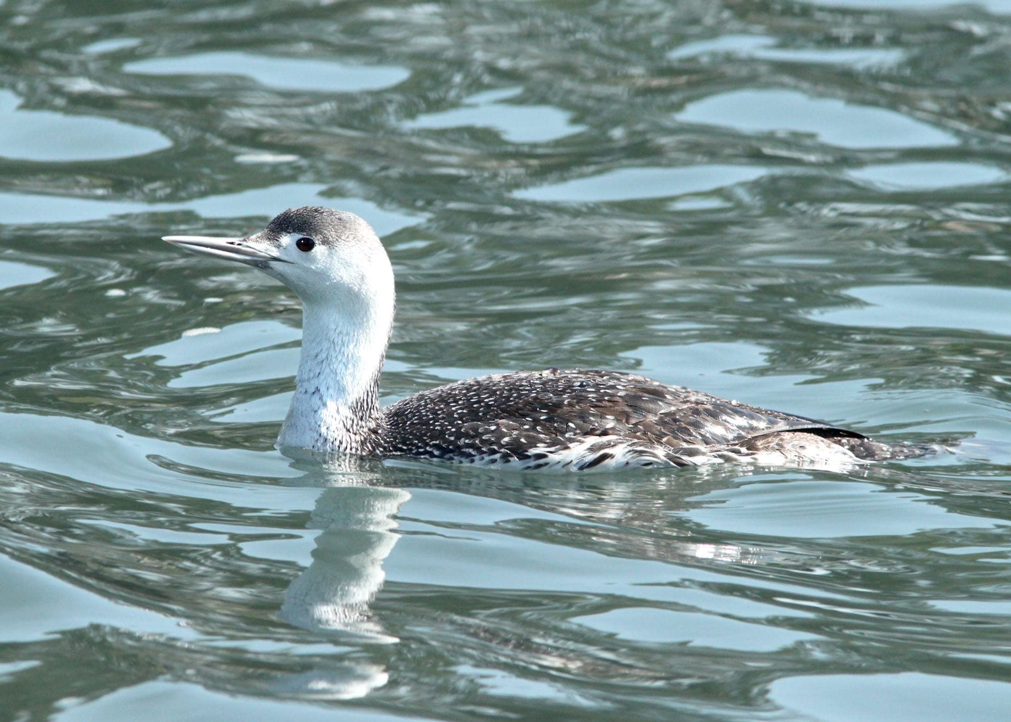 A red-throated loon swimming in non-breeding plumage, showing its slender bill, gray-and-white head, and speckled back