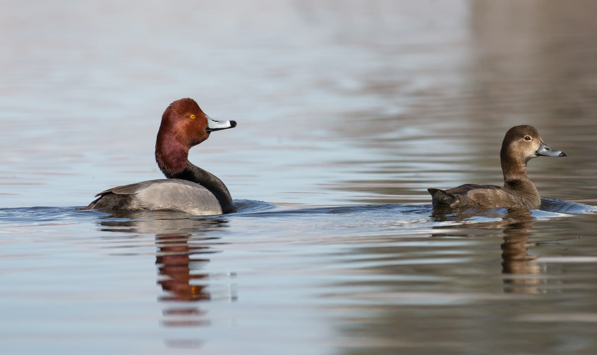 A male and female redhead swimming together, the male showing his rounded cinnamon-red head and yellow eye and the female her plain, uniform soft brown plumage