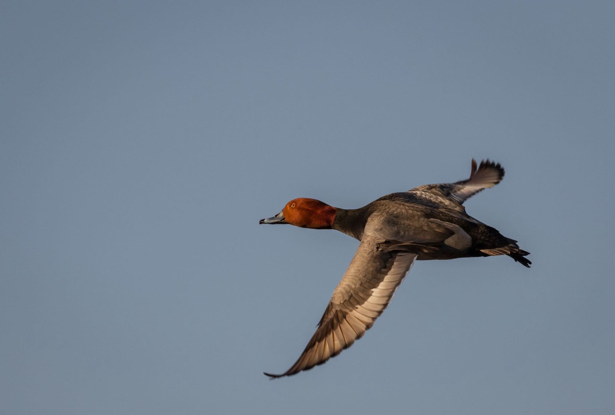 A male redhead duck in flight, showing its rounded cinnamon-red head, gray body, and light blue-gray black-tipped bill