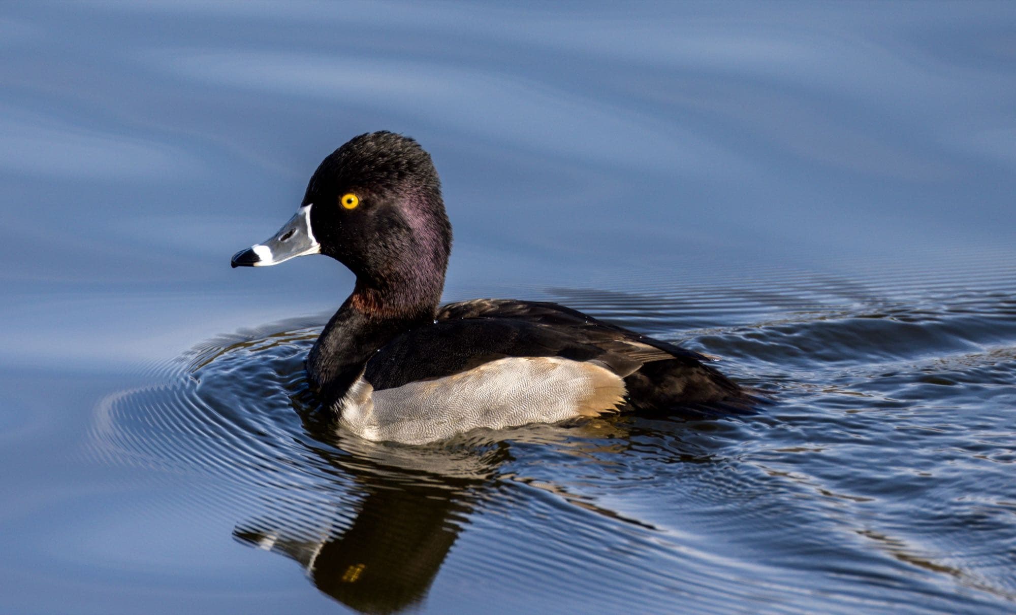 A male ring-necked duck on the water, showing its peaked black head, gray sides, and white bill ring