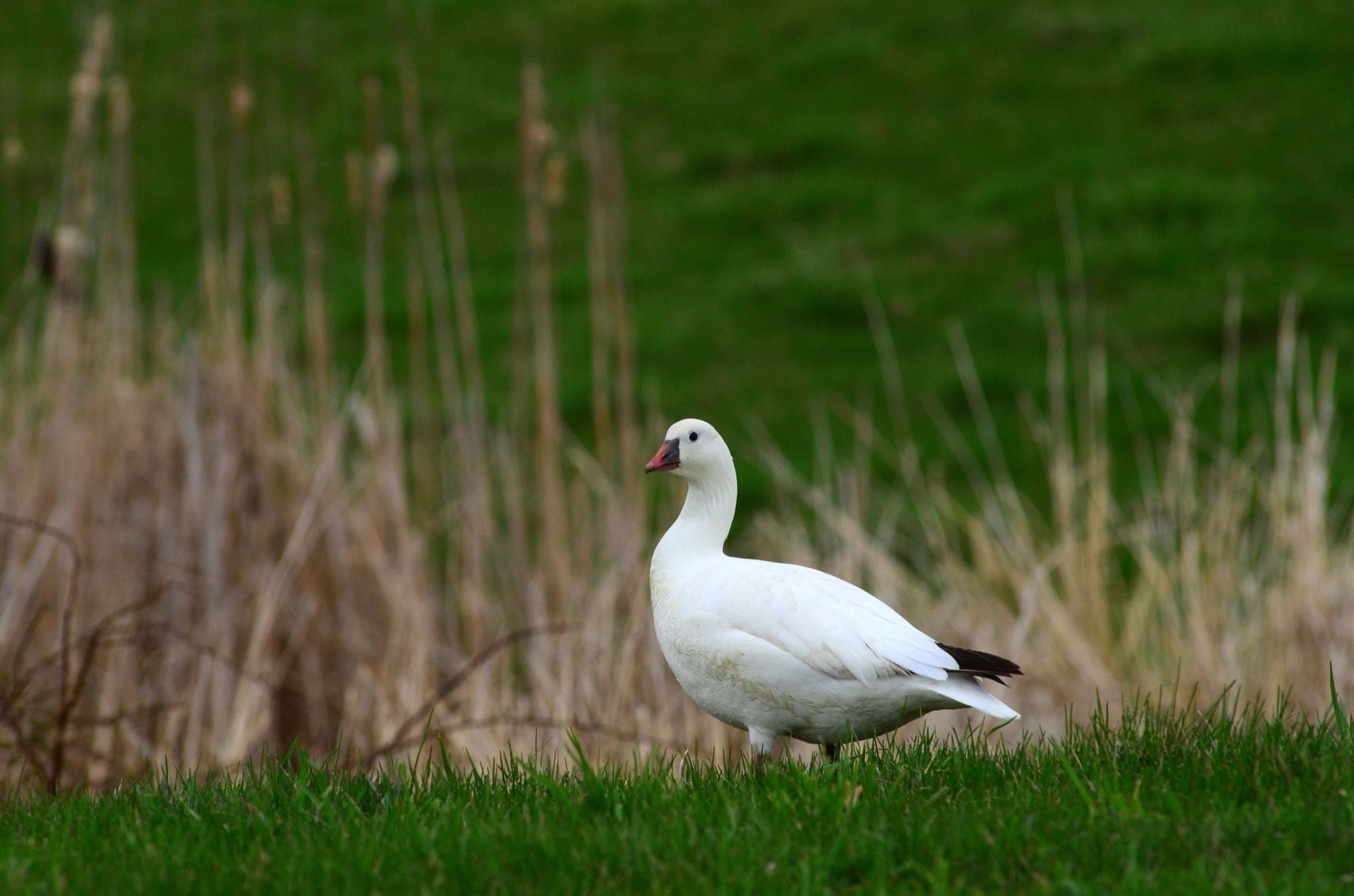 A Ross's goose standing in grass, showing its all-white body, black wingtips, and short neck