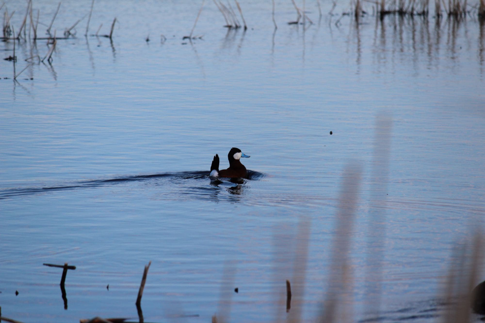 A male ruddy duck in breeding plumage, showing its chestnut body, white cheek patch, and stiff upright tail
