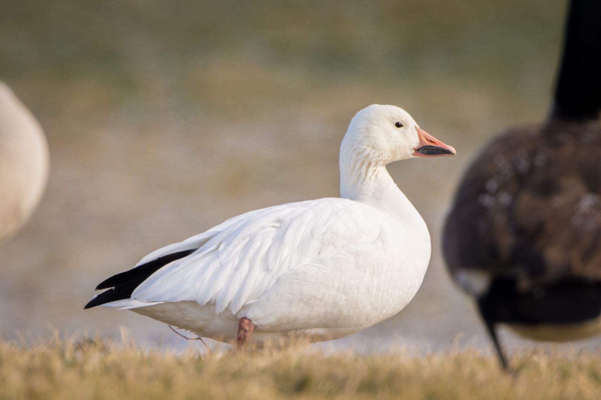 A white-morph snow goose standing on the ground, showing its bright white body, black wingtips, and pink bill