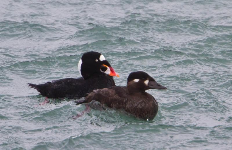 A male and female surf scoter on the water together, the male showing jet-black plumage with a colorful multi-patched bill