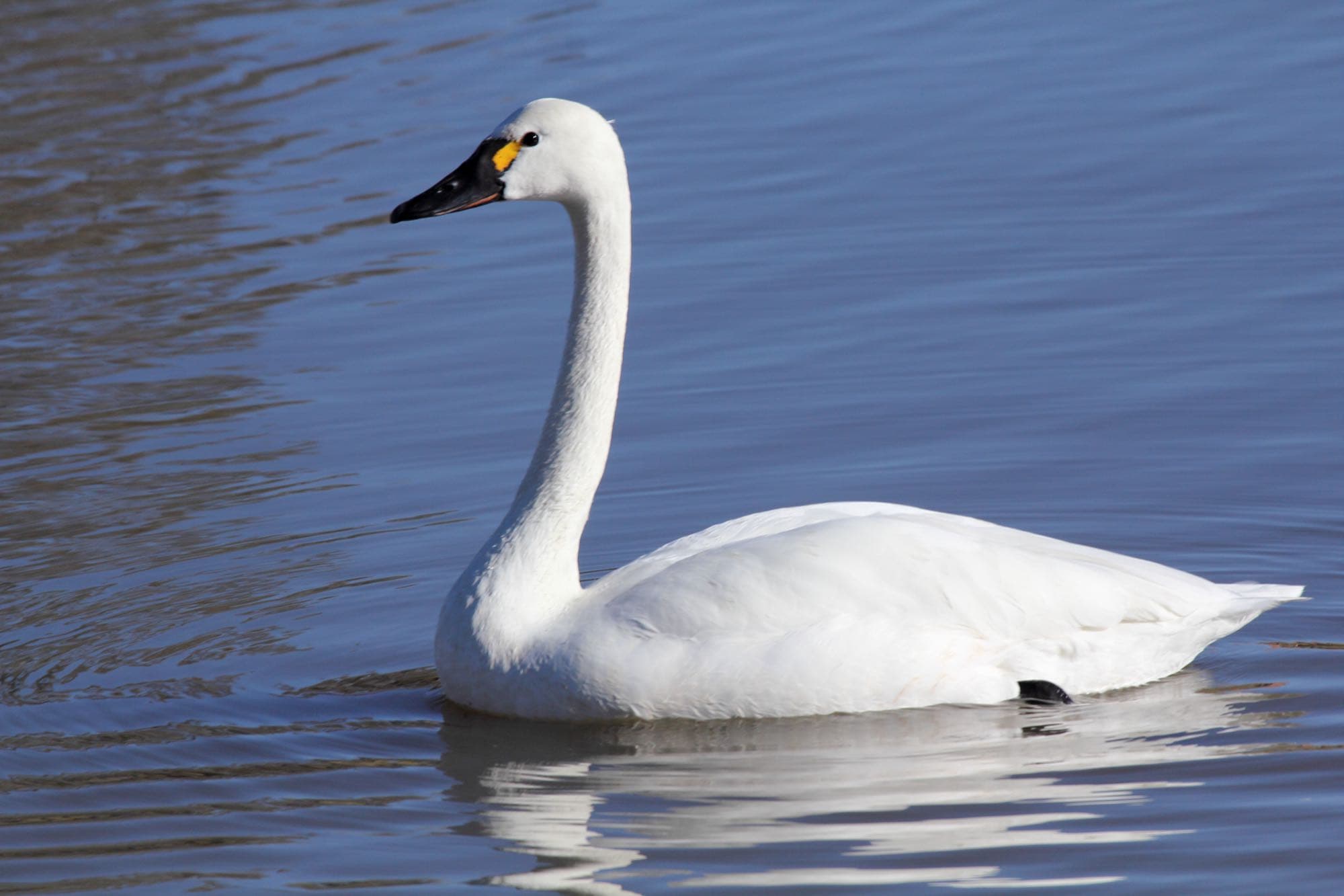 A tundra swan swimming, showing its entirely white plumage, long straight neck, and black bill