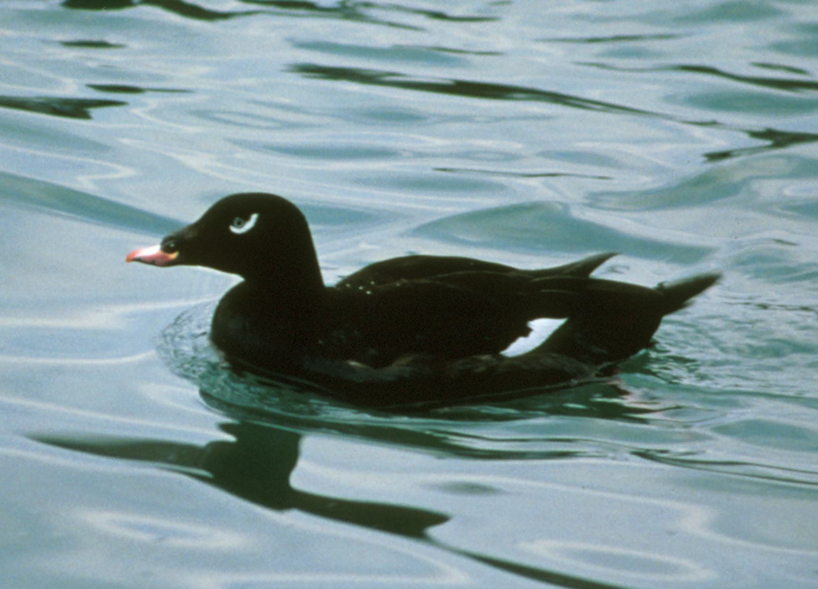 A male white-winged scoter on the water, showing its black body, comma-shaped white eye mark, and the large white wing patch