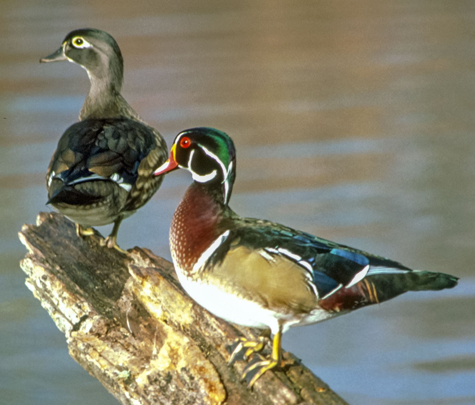 A male wood duck swimming, showing its iridescent green and chestnut head plumage with bold white stripes