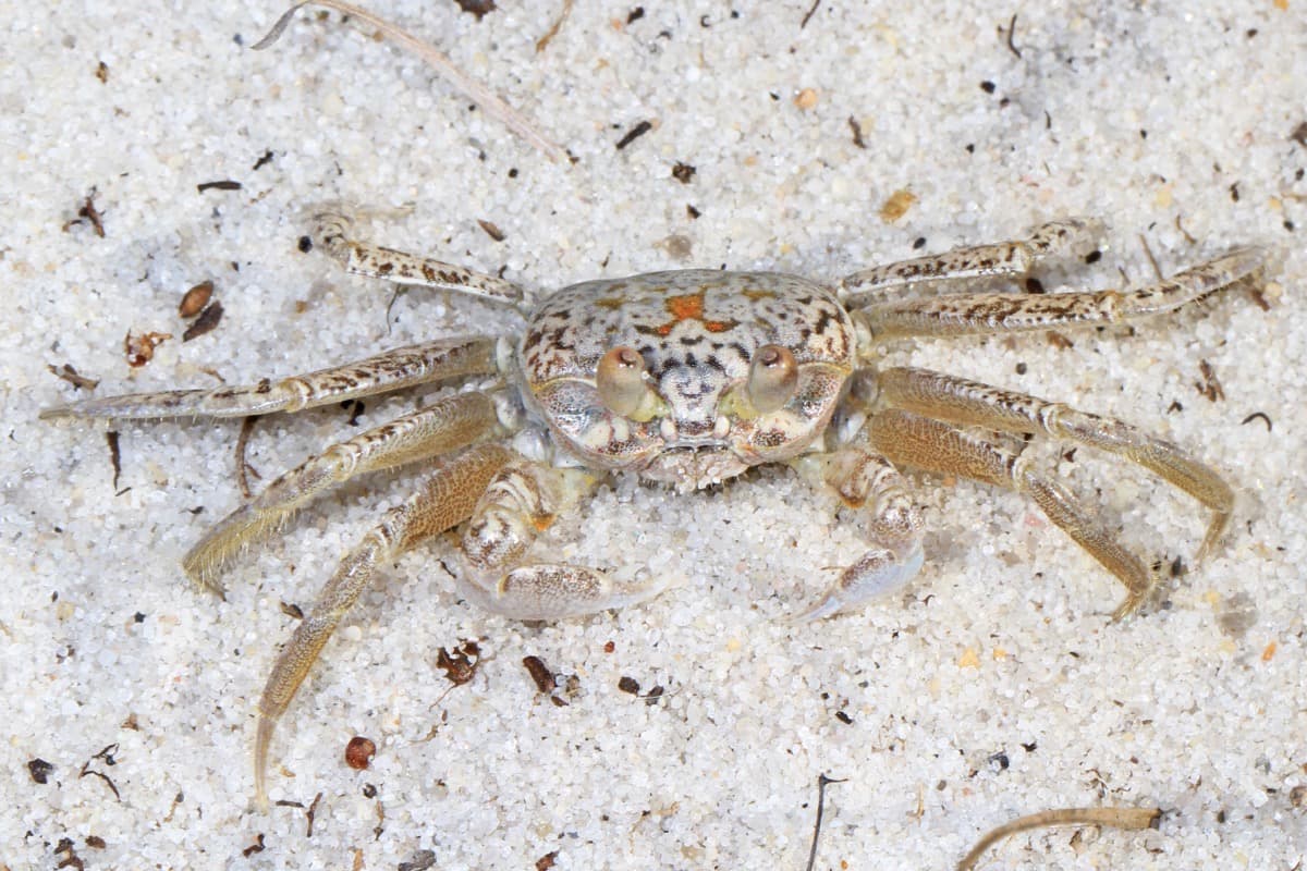 An Atlantic ghost crab on pale sand, showing its sand-matching coloration and long stalked eyes